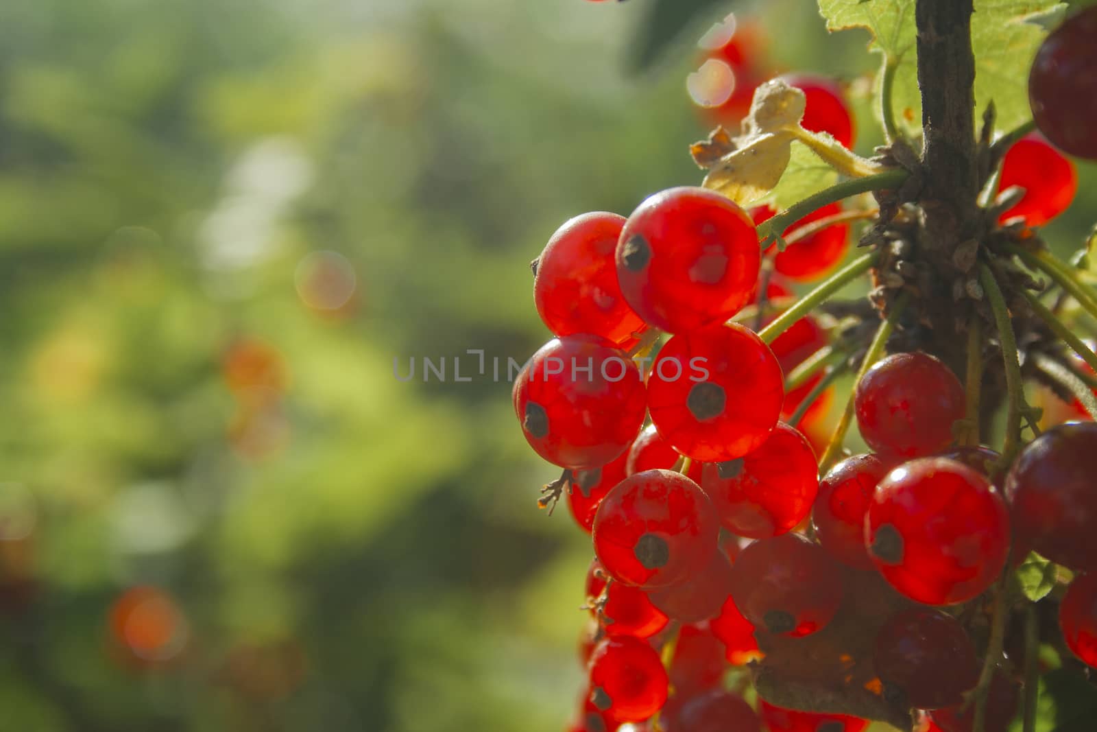 Red ripe juicy currant on the green branch at sunny day close up. Red currant bunch on sunlight. Redcurrant berries ribes rubrum. Berries of asia, europe and north america