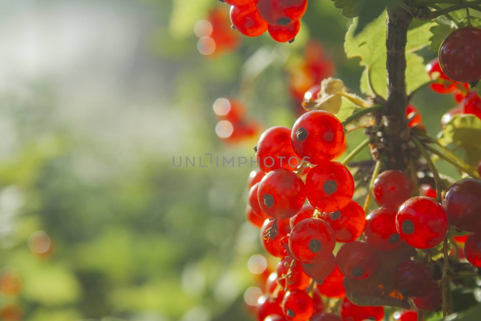 Red ripe juicy currant on the green branch at sunny day close up. Red currant bunch on sunlight. Redcurrant berries ribes rubrum. Berries of asia, europe and north america