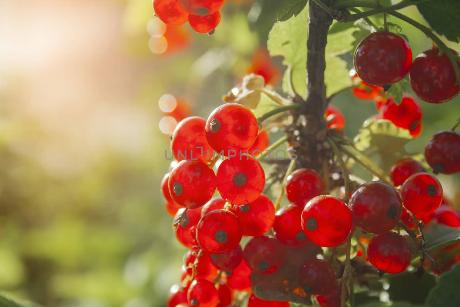 Red ripe juicy currant on the green branch at sunny day close up. Red currant bunch on sunlight. Redcurrant berries ribes rubrum. Berries of asia, europe and north america