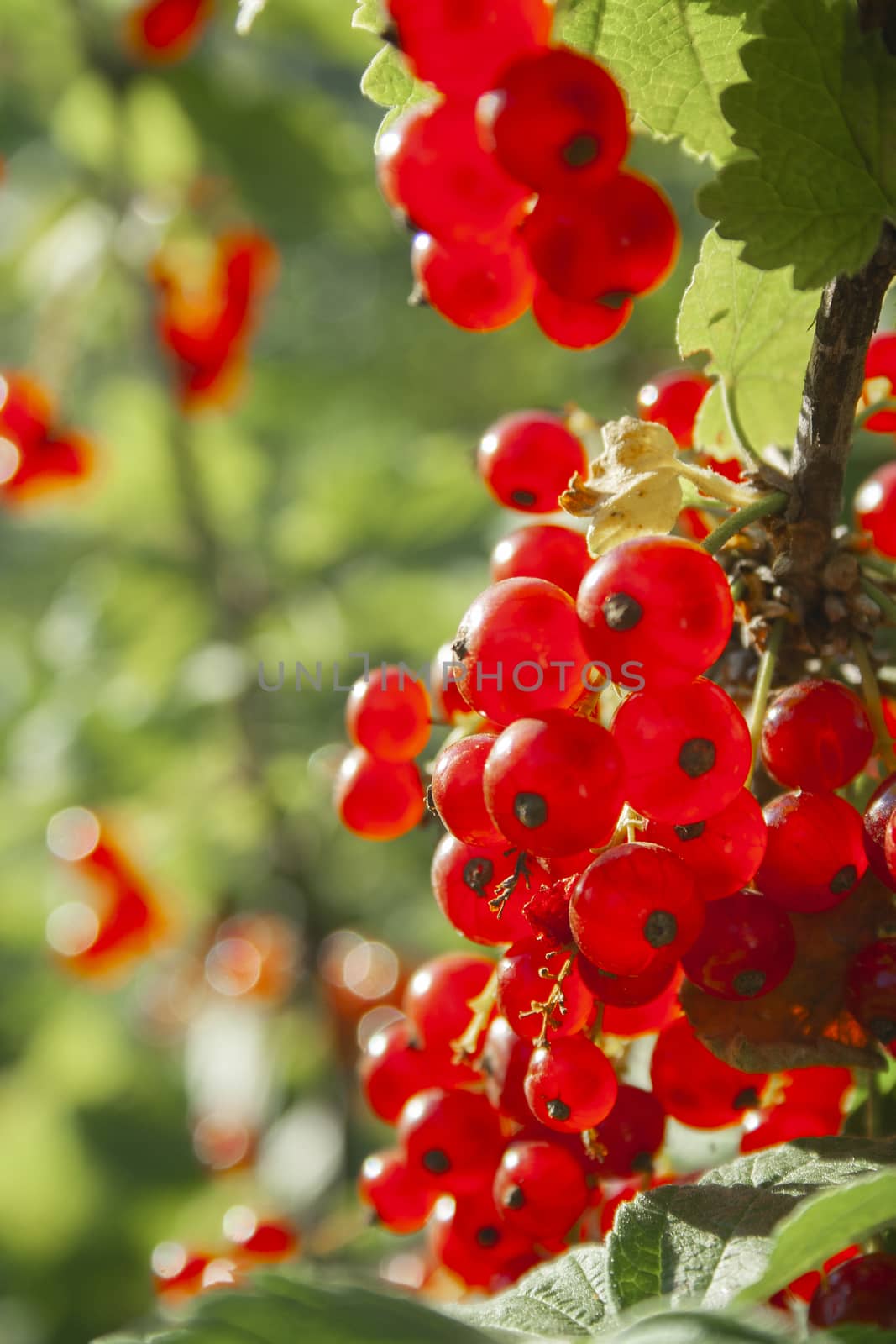 Red ripe juicy currant on the green branch at sunny day close up. Red currant bunch on sunlight. Redcurrant berries ribes rubrum. Berries of asia, europe and north america vertical