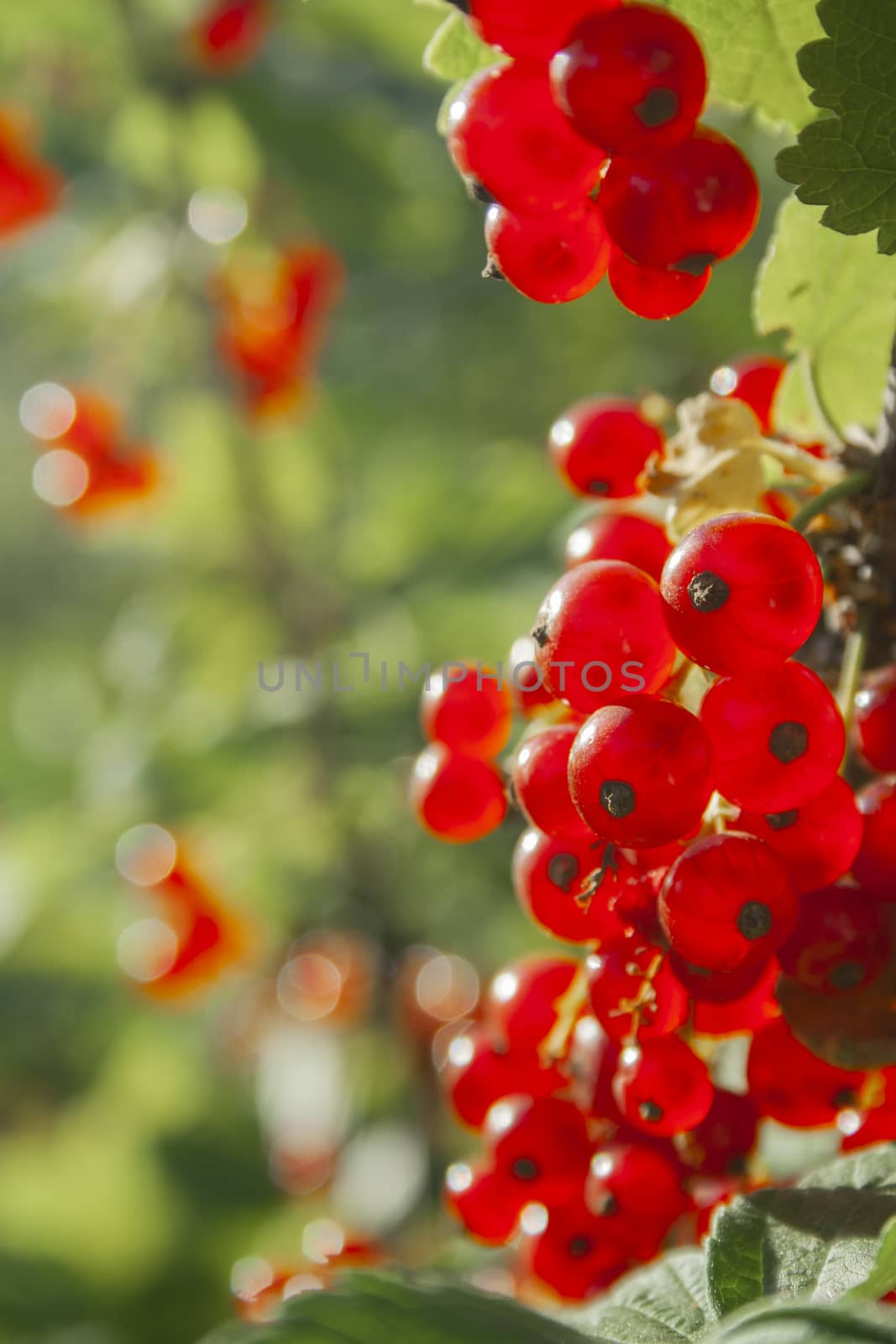 Red ripe juicy currant on the green branch at sunny day close up. Red currant bunch on sunlight. Redcurrant berries ribes rubrum. Berries of asia, europe and north america vertical