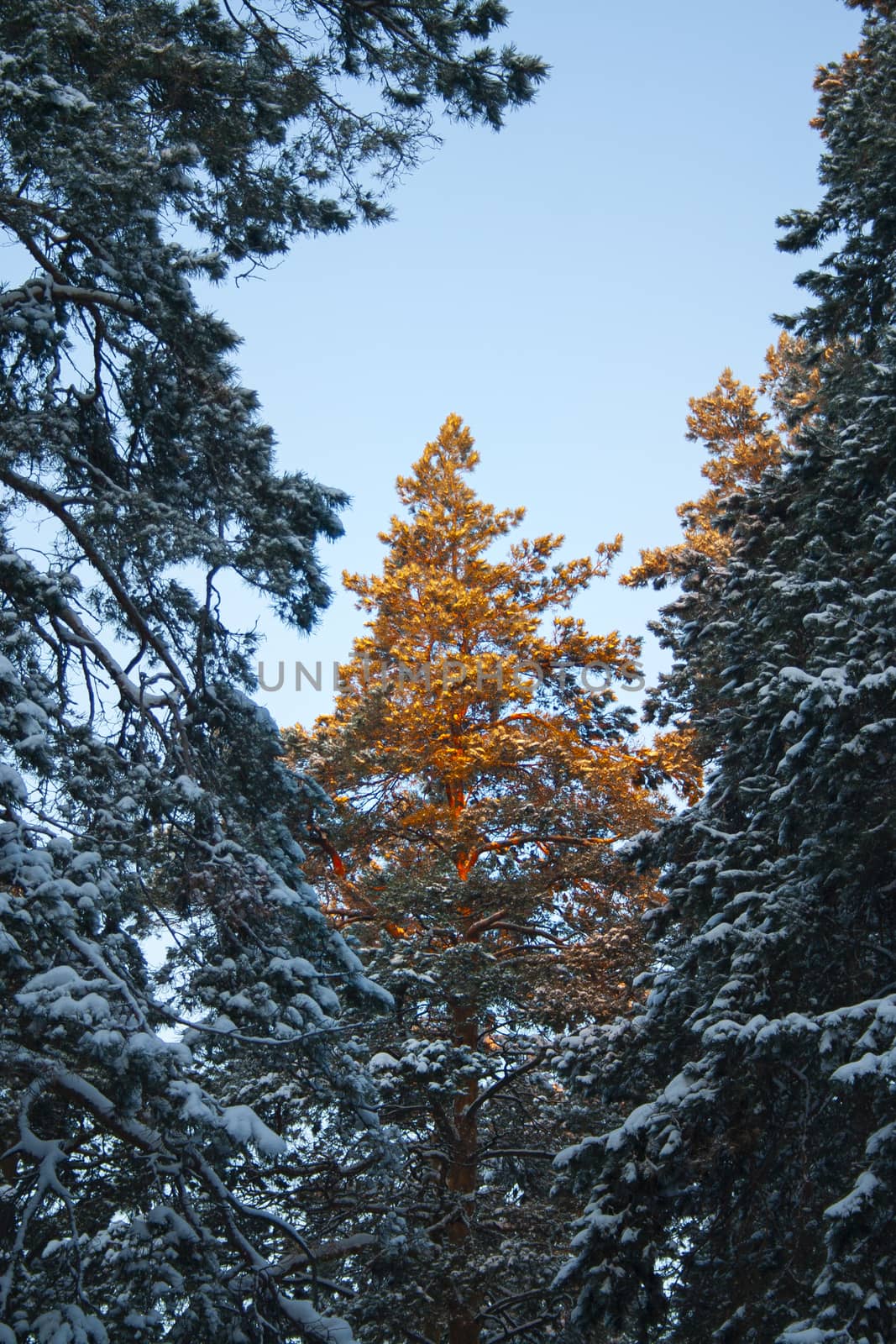 the top of the spruce tree covered with the first rays of the sun early in the winter forest. Silence, tranquility and tranquility in nature vertical