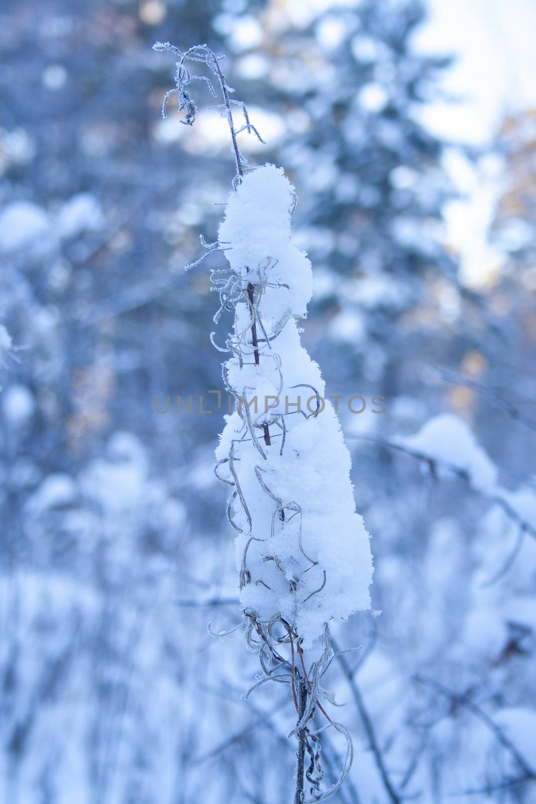 meadow grass covered with snow after a night fog in the early winter morning in the rays of the sun vertical