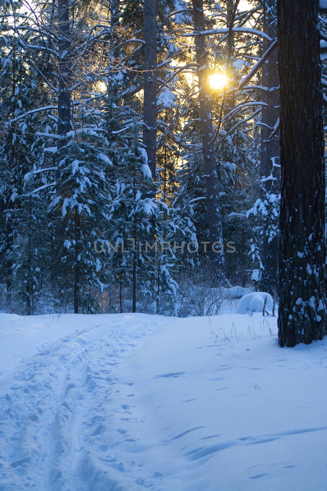 Ski trail in the middle of a winter snow-covered forest on an early winter frosty morning with sunbeams vertical