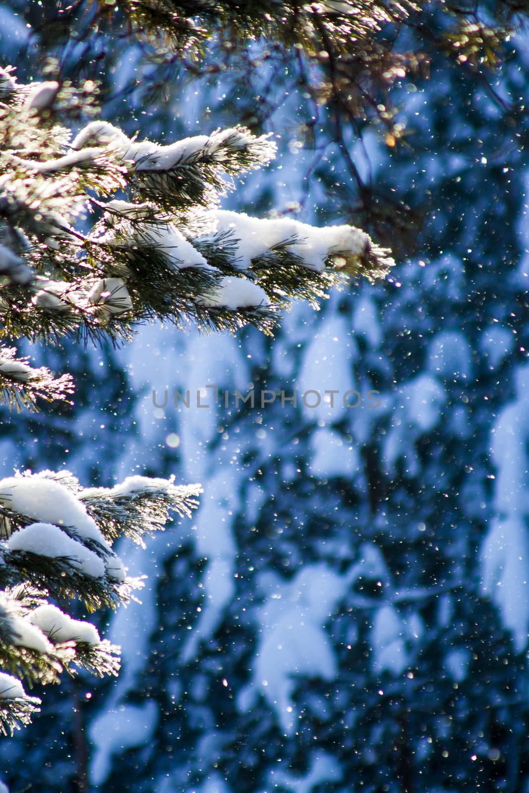 Lush fir branches covered with snow during a snowfall in the rays of the sun on a sunny winter day. Photo for cards, new year and christmas vertical