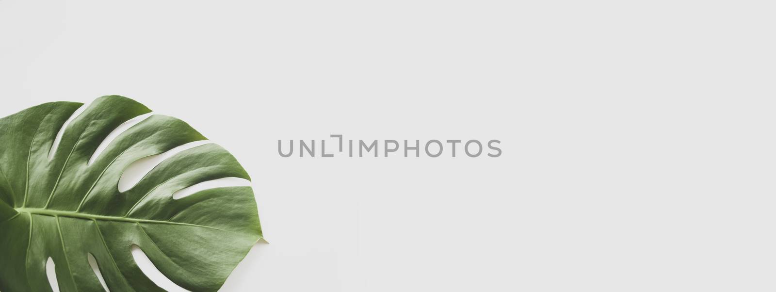 Monstera leaf background panoramic. Tropical jungle palm leaves on pastel background. Copy space. summer minimal background flat lay, view from top