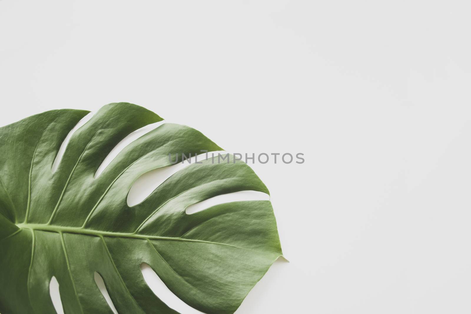 Monstera leaf background. Tropical jungle palm leaves on pastel background. Copy space. summer minimal background flat lay, view from top