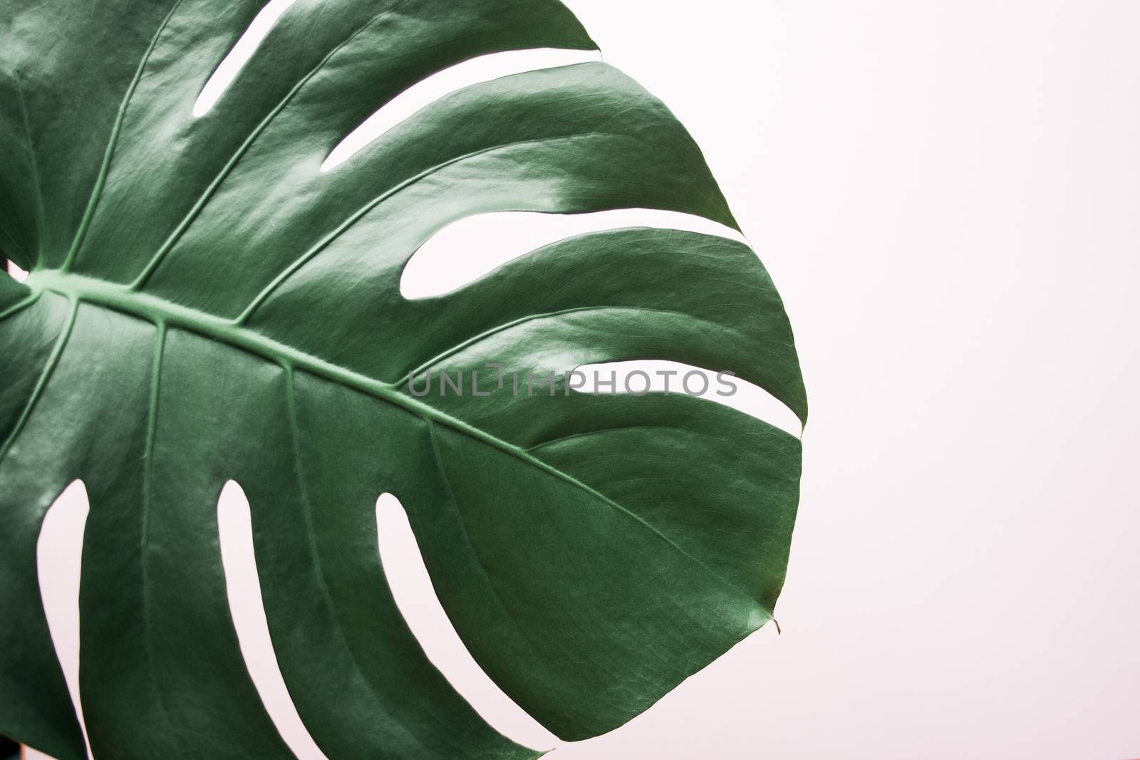 Monstera leaf background. Tropical jungle palm  by Quils