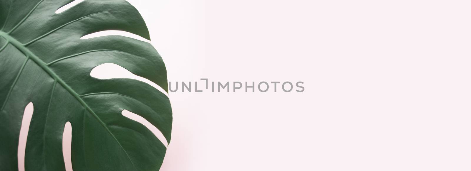 Monstera leaf background panoramic. Tropical jungle palm leaves on pastel background. Copy space. summer minimal background flat lay, view from top