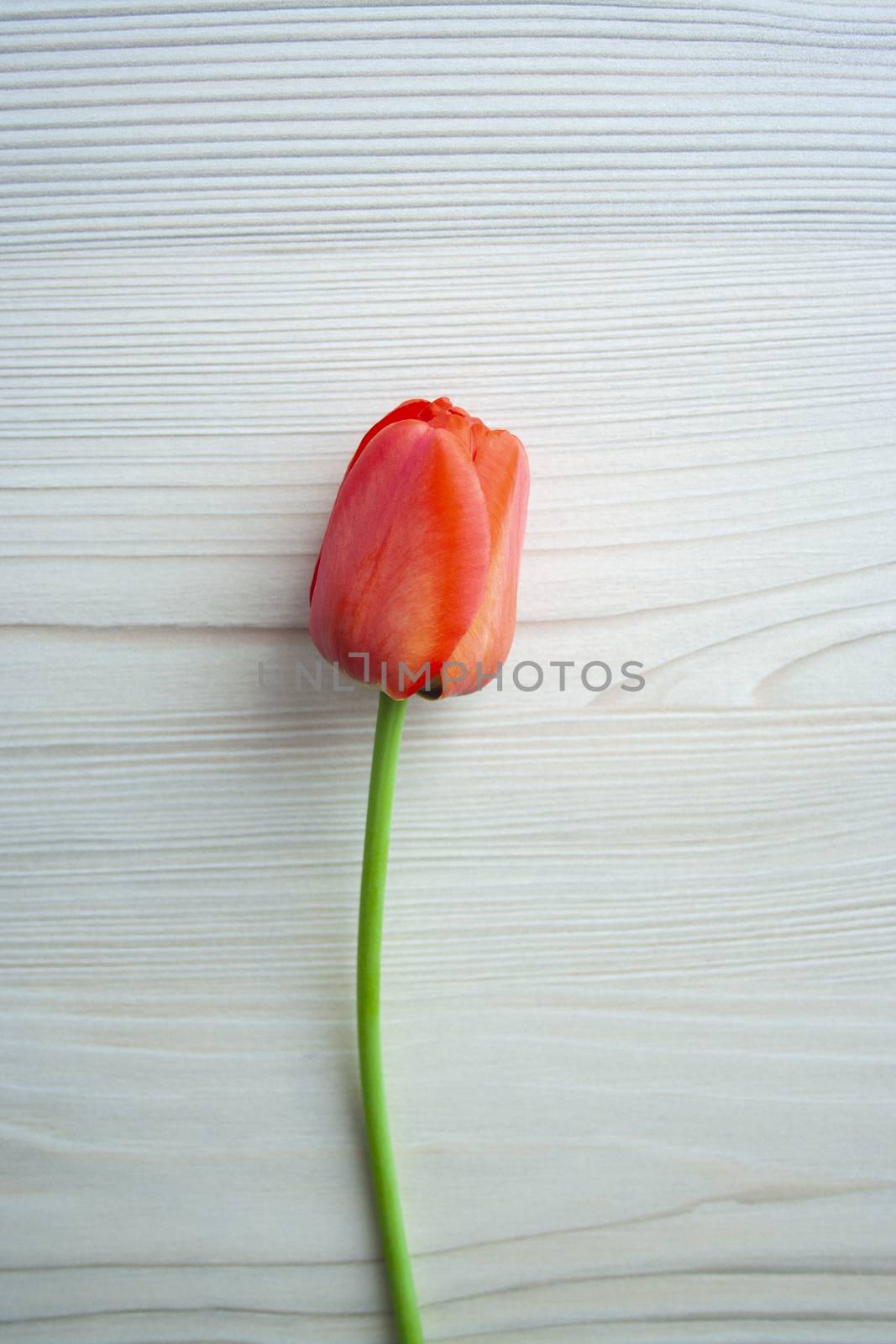 Beautiful red tulip top view on wooden bright background. Celebration, postcard template for mother day, women day, valentine, toned