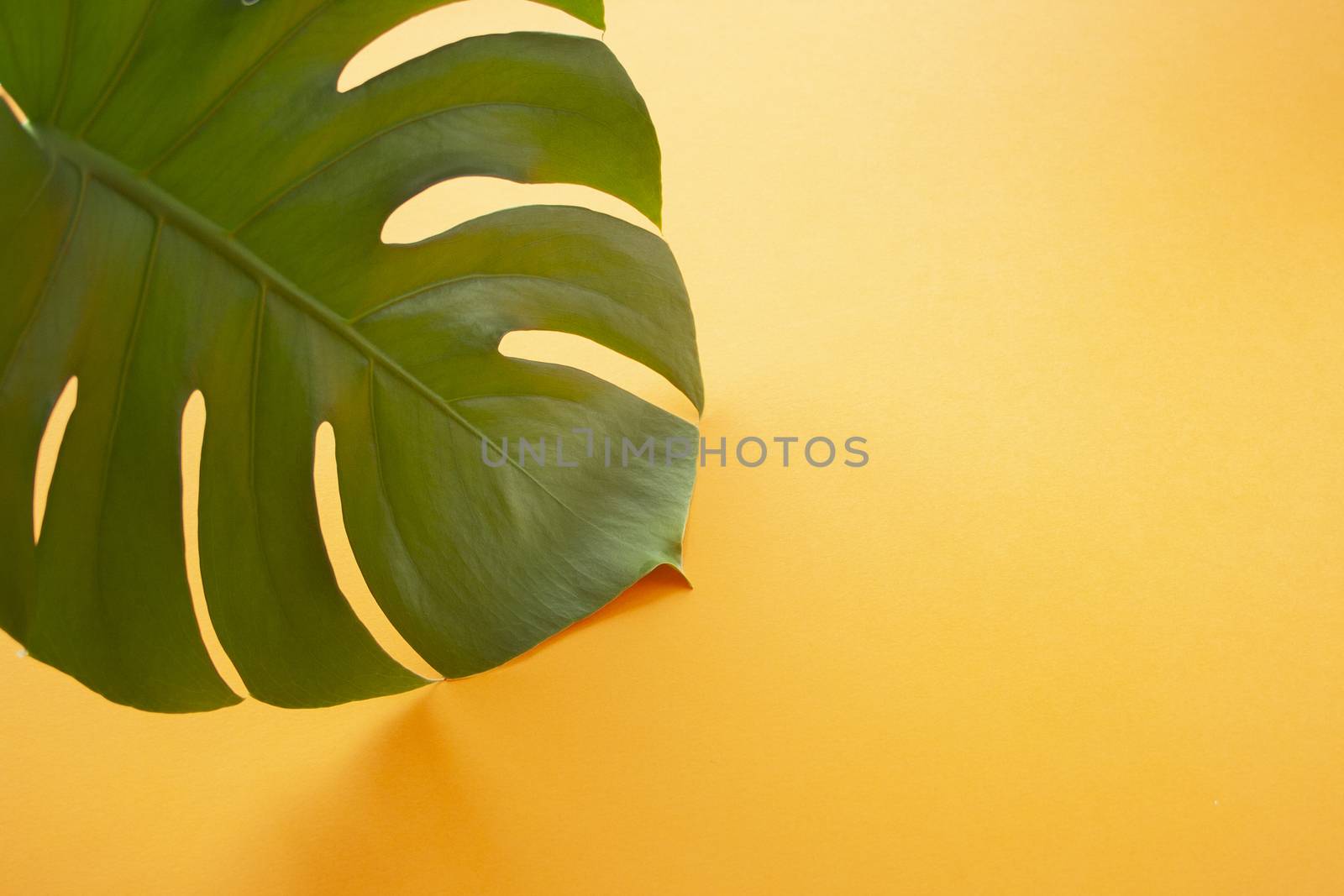 Monstera leaf background. Tropical jungle palm leaves on orange background. Copy space. summer minimal background flat lay, view from top