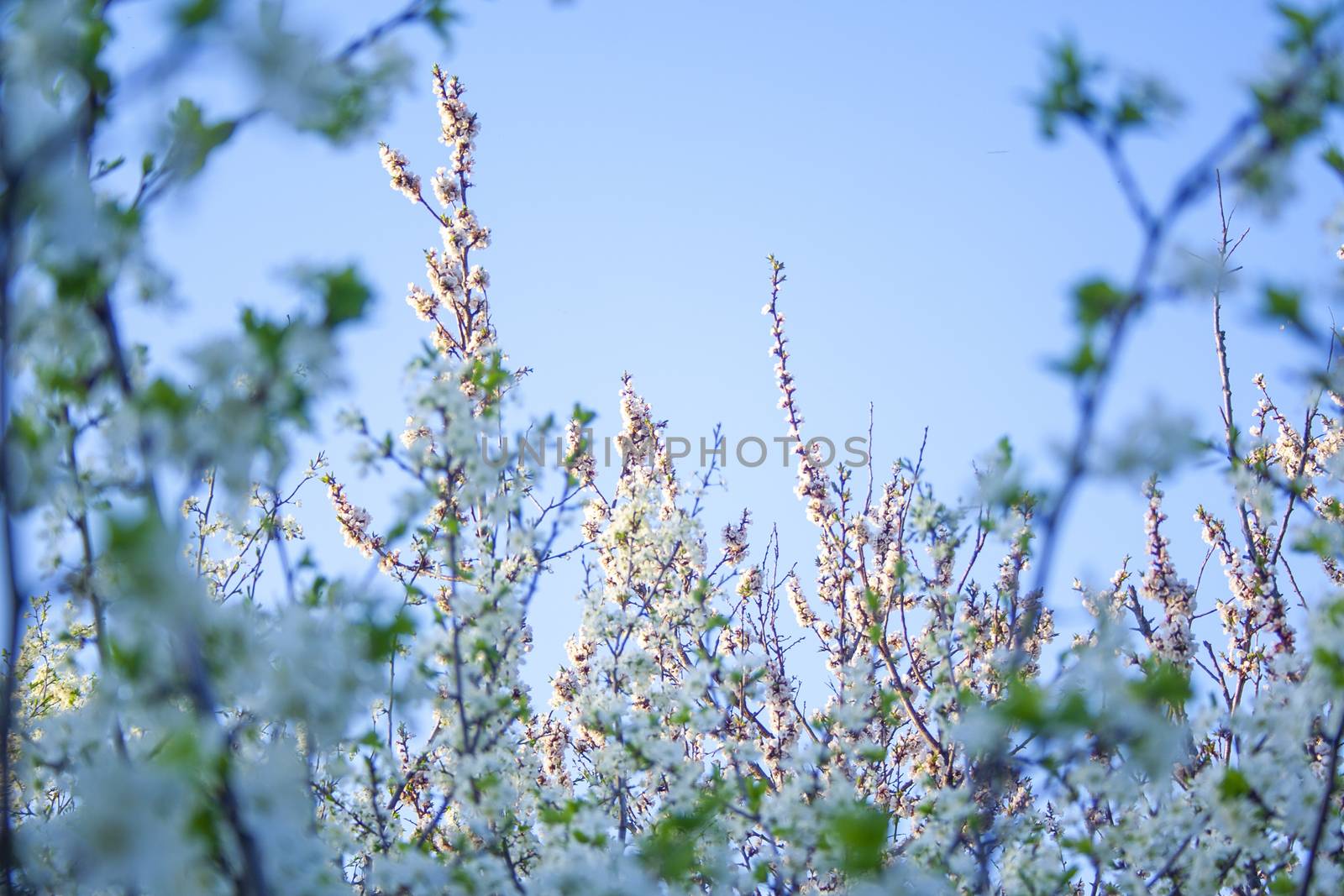 Plum blossom white petals of blooming cherry blue sky background at sunny day. Beautiful petals of fresh bloom cherry spring