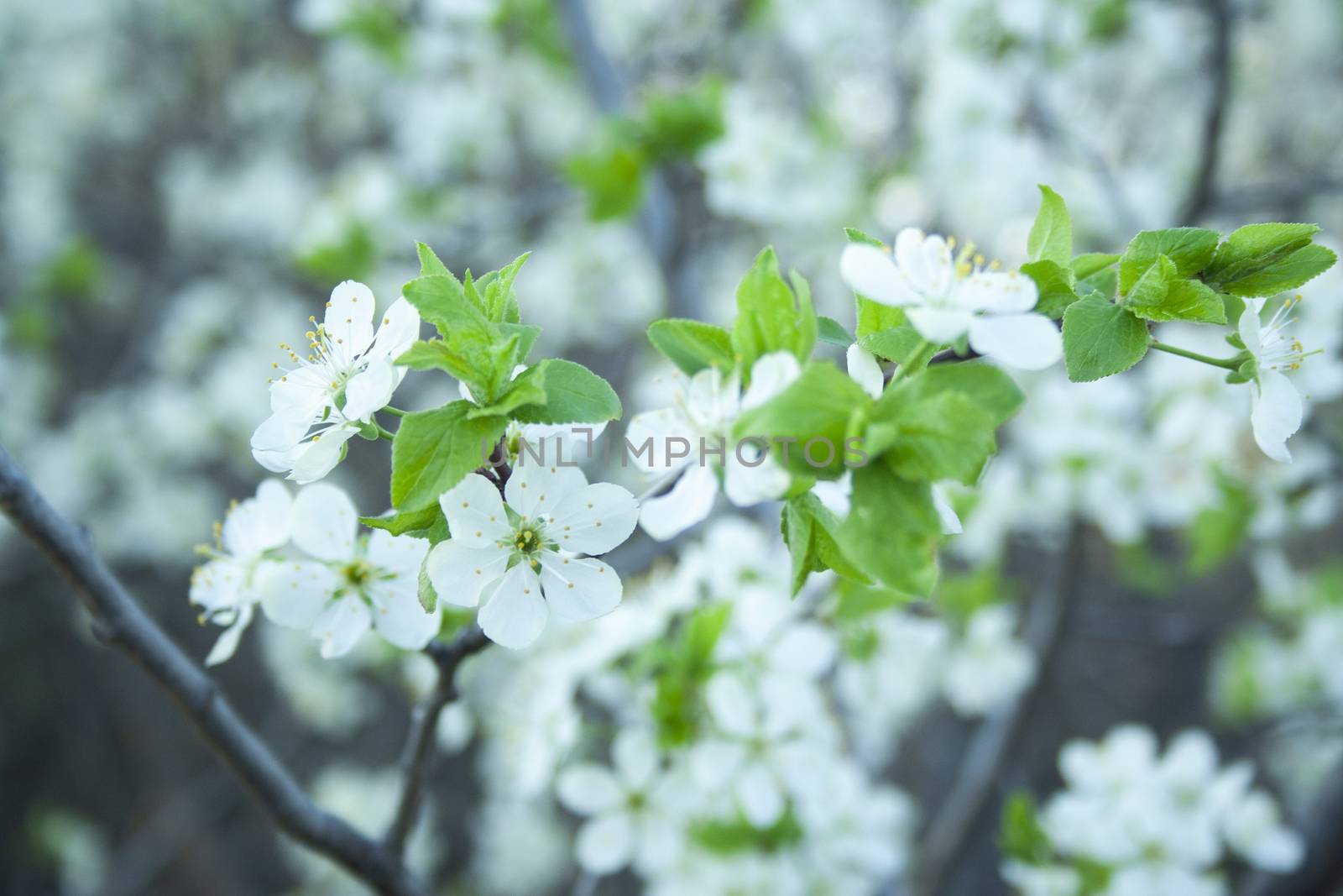Plum blossom white petals of blooming cherry close up at sunny day. Beautiful petals of fresh bloom cherry spring