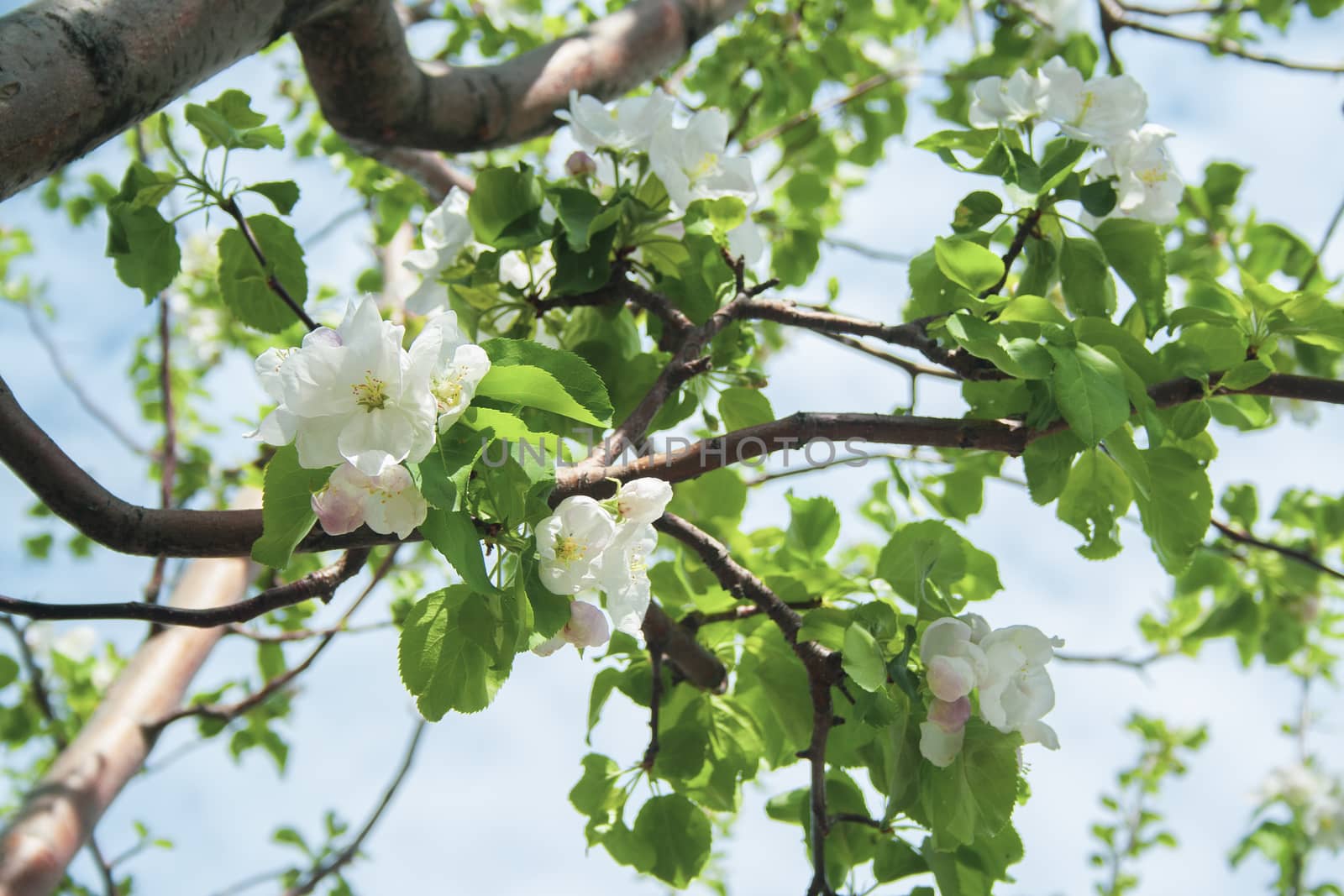 blooming flowers of apple tree at sunny spring day close up toned. the petals of apple tree 