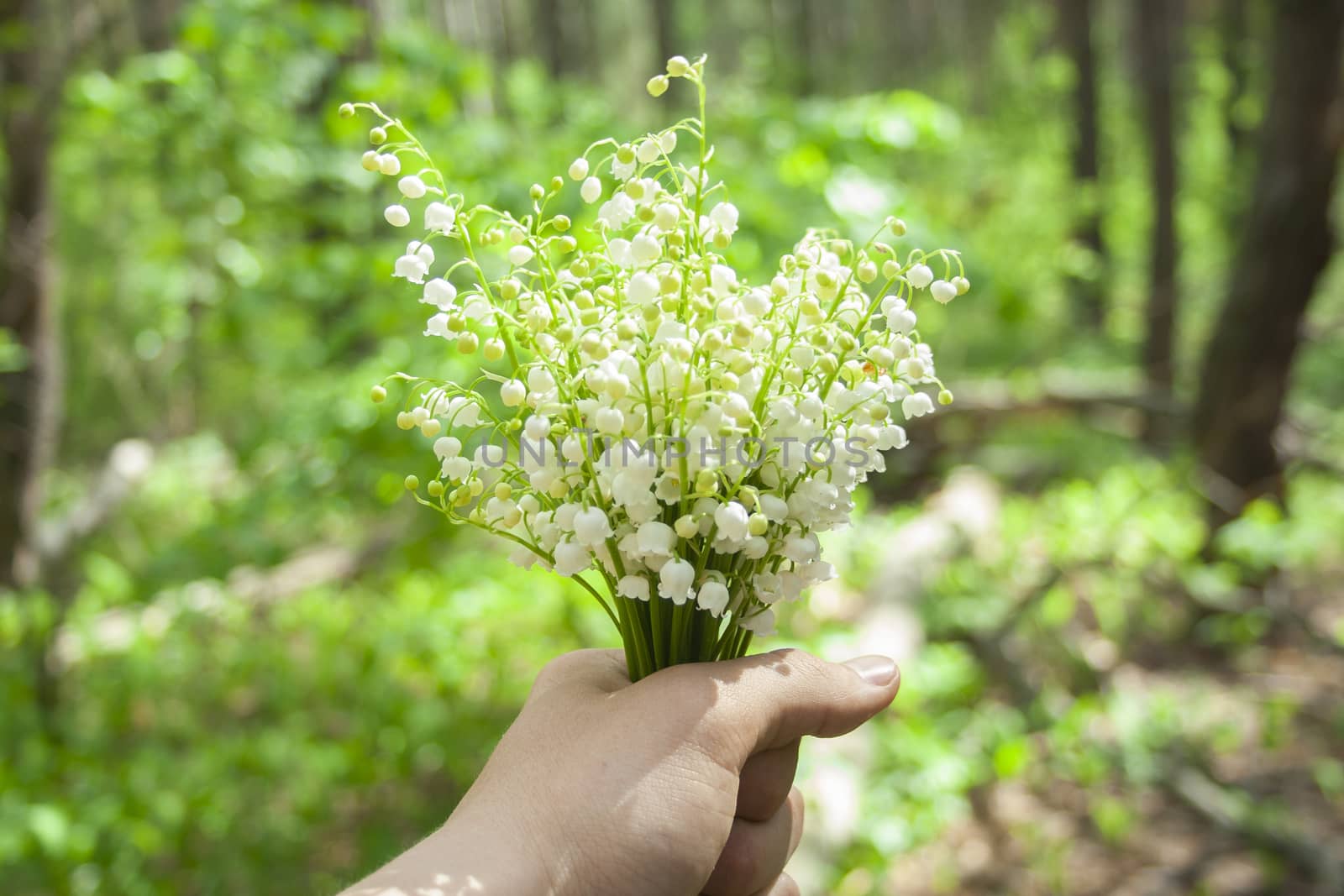 Beautiful white lilies of the valley in man's hand in the green spring sunny forest day. Spring, april, may, nature, beautiful plants