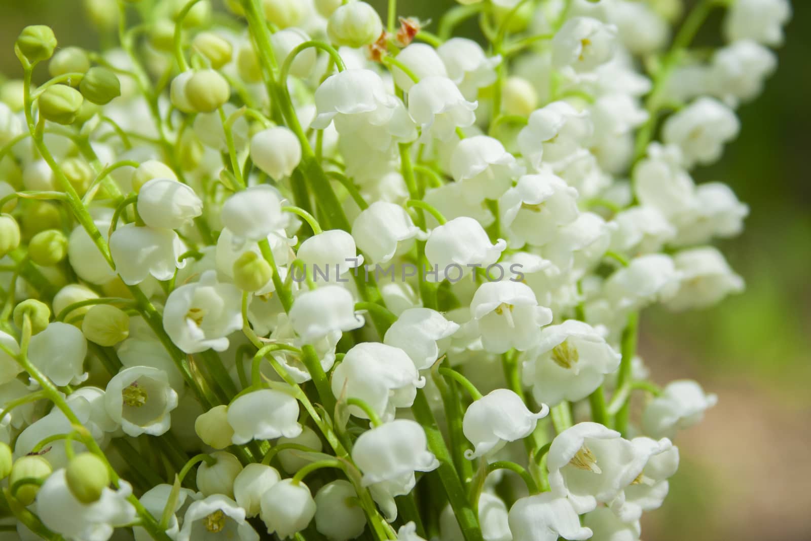 Spring flower lilies of the valley. Lily of the valley. Ecological background Blooming lily of the valley beautiful flower on sun rays