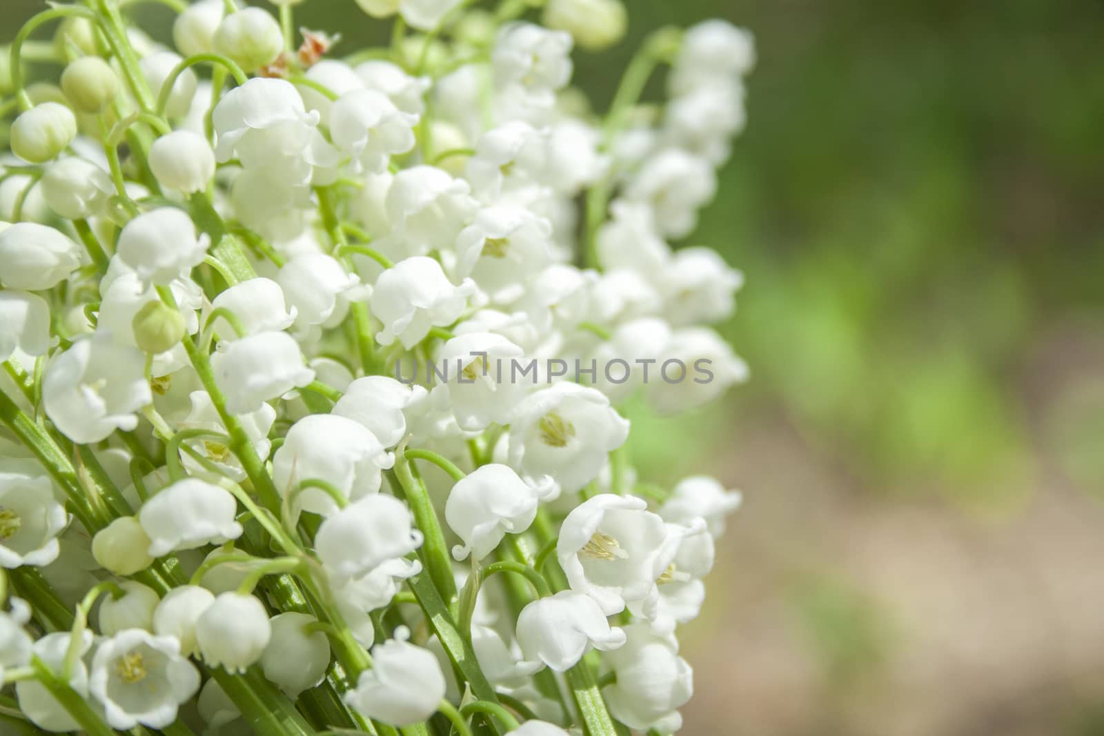 Spring flower lilies of the valley. Lily of the valley. Ecological background Blooming lily of the valley beautiful flower on sun rays