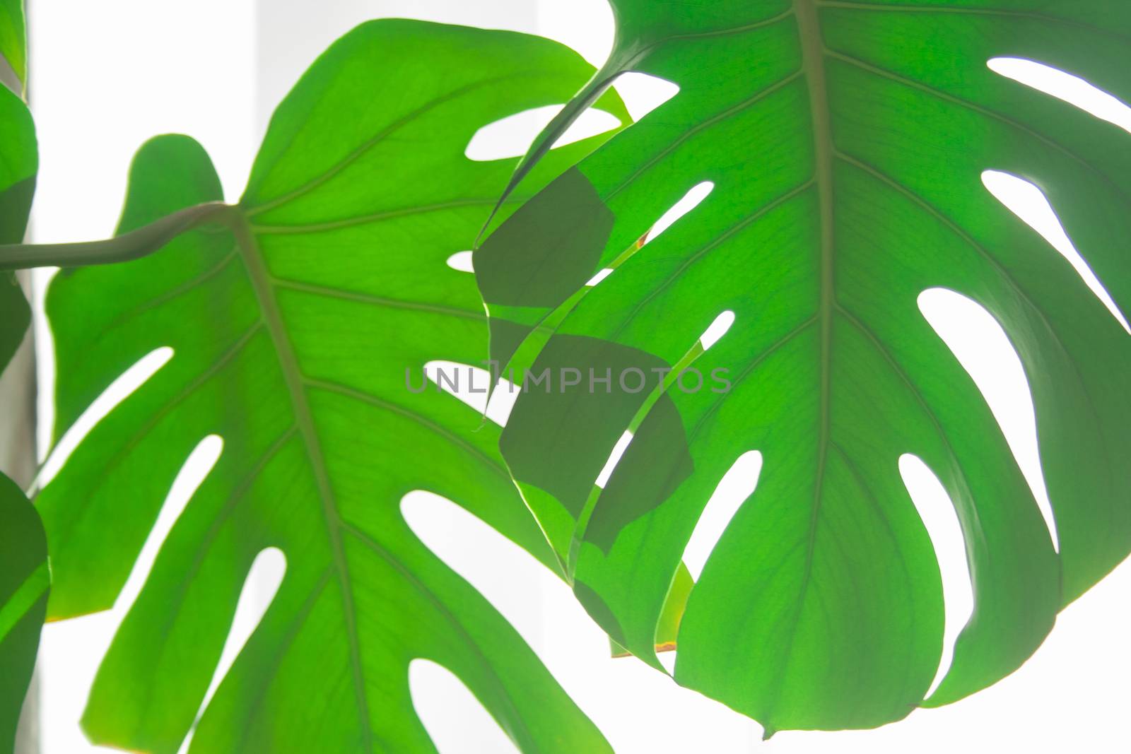 Real monstera leaves in home with sunlight for composition design.Tropical,botanical nature. Tropical leaves close up
