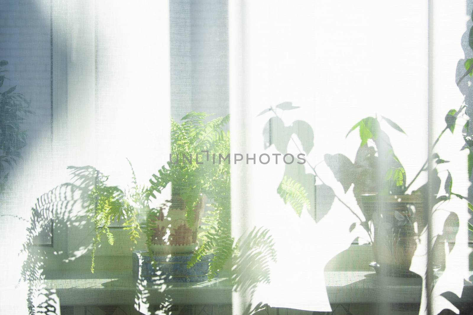 Sunlight from window into a room thick white curtains. Plants and trees on a windowsill.