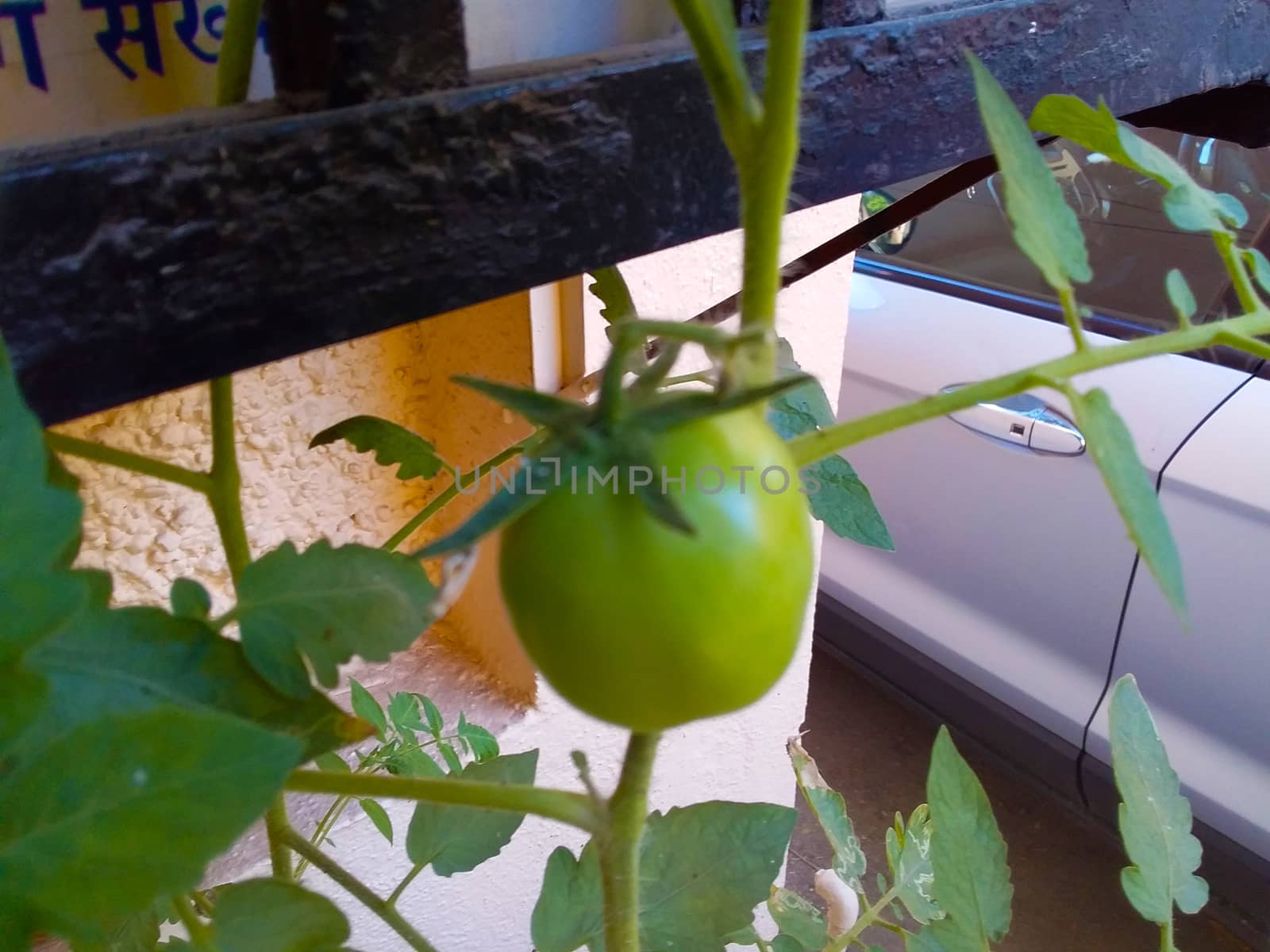 a green tomato in my garden