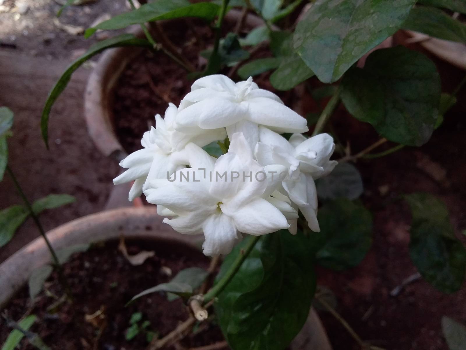 Jasminum sambac or mogra flower