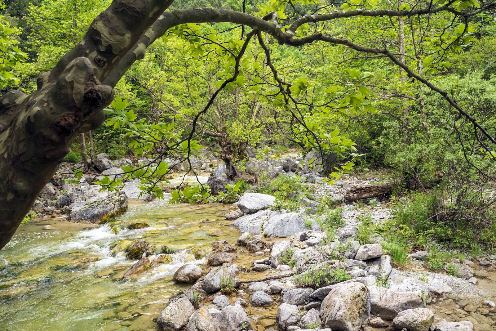 Small forest river at Olympus mountain, Greece.