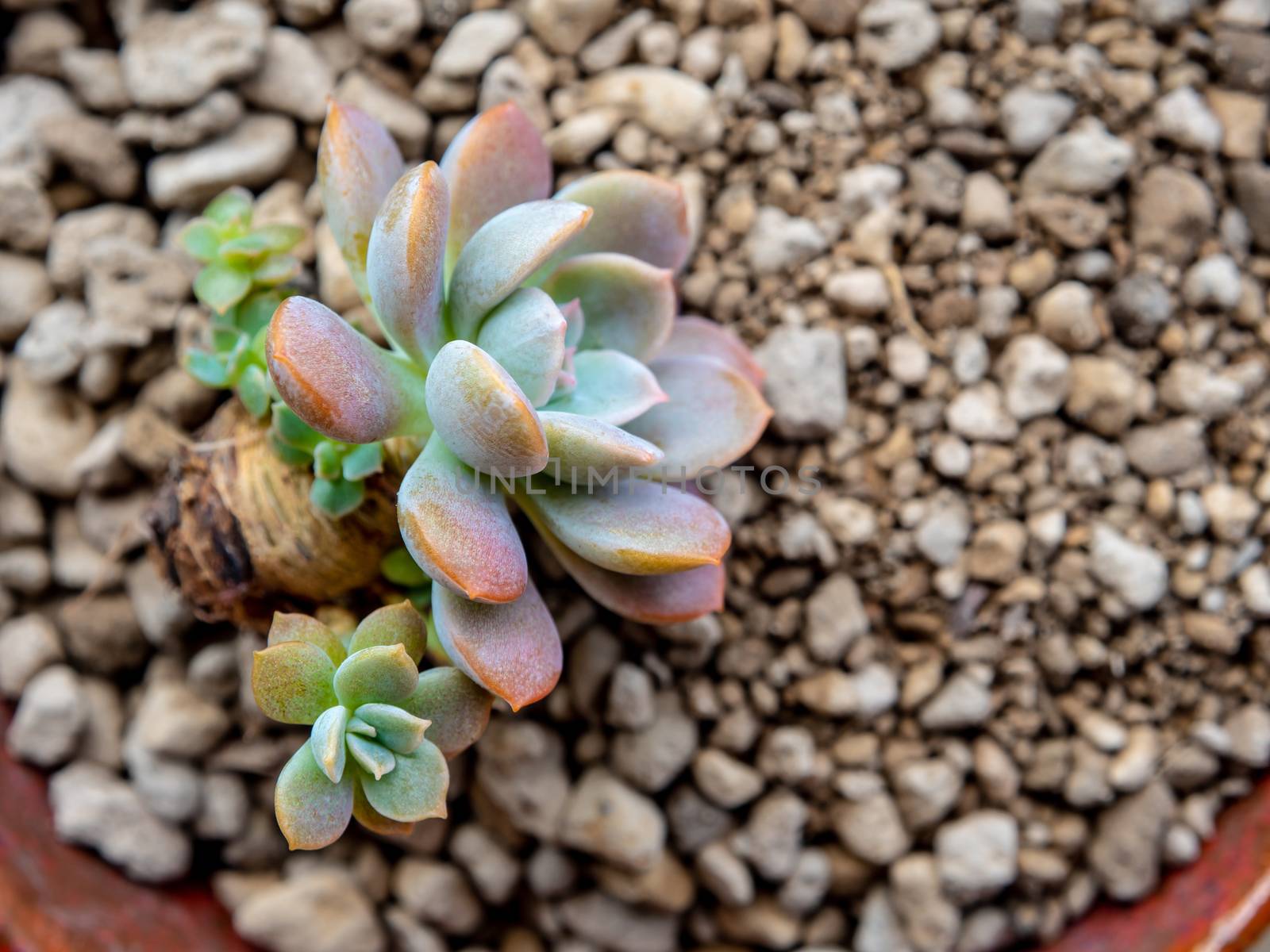 Small succulent on Pumice stone prepare for planting by Satakorn