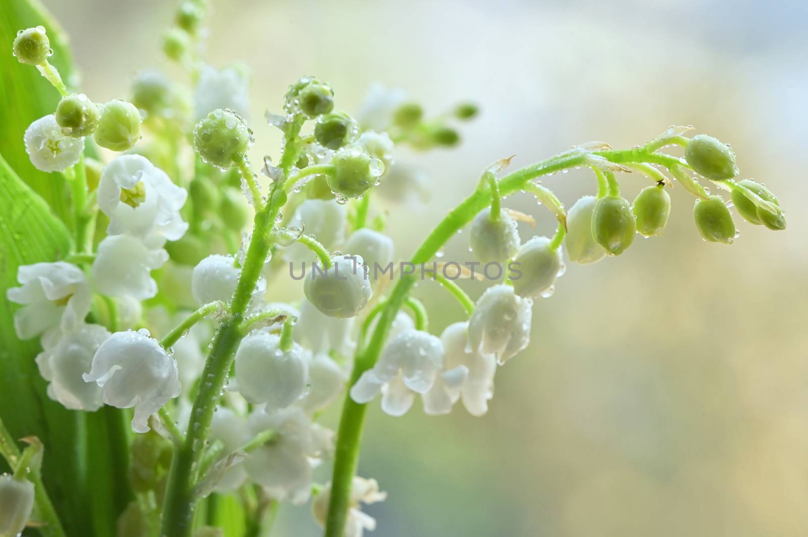 Flowers Smell Lily Of The Valley Or May-Lily With Drops