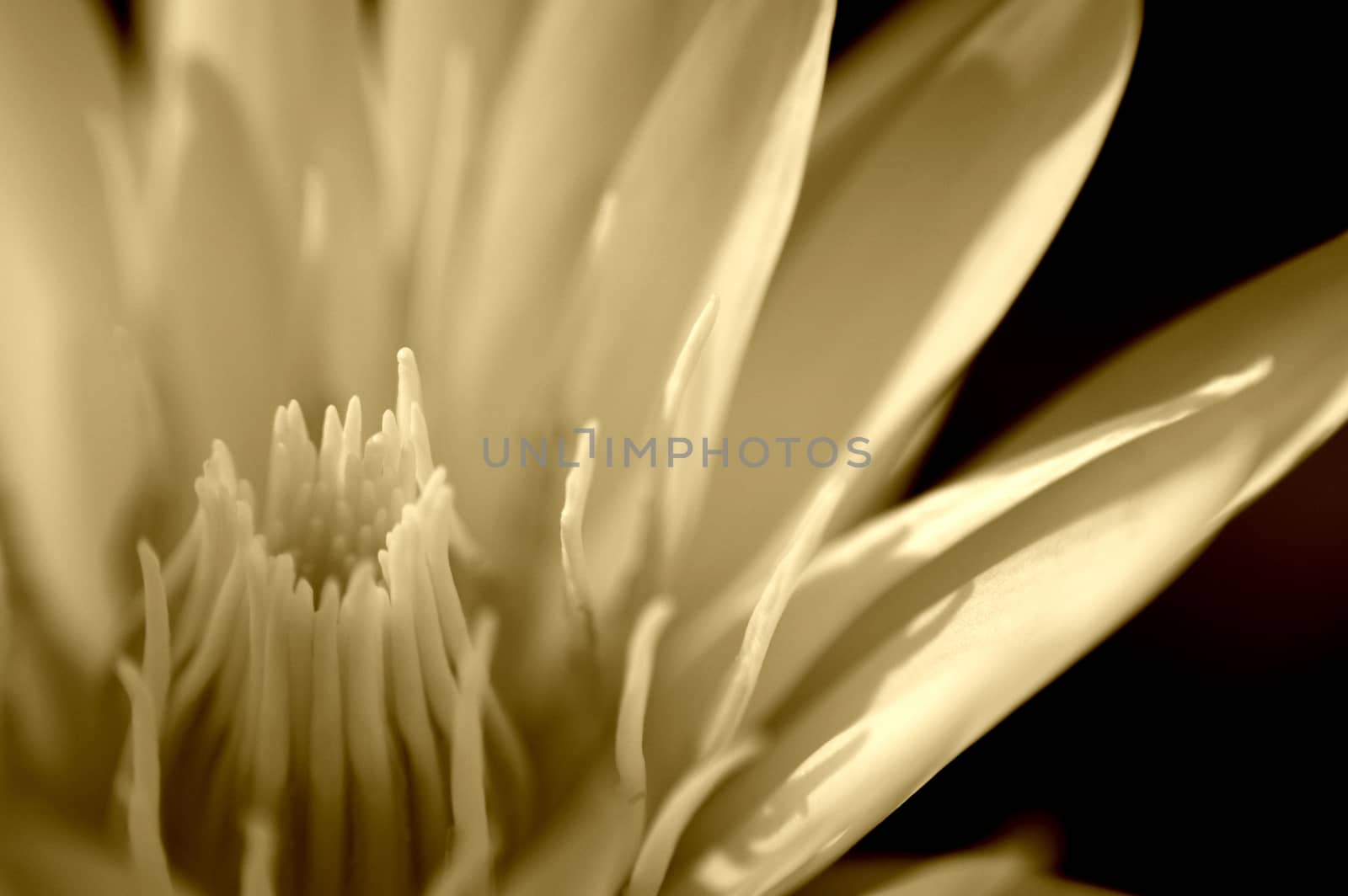 white water lily in Sepia by Satakorn