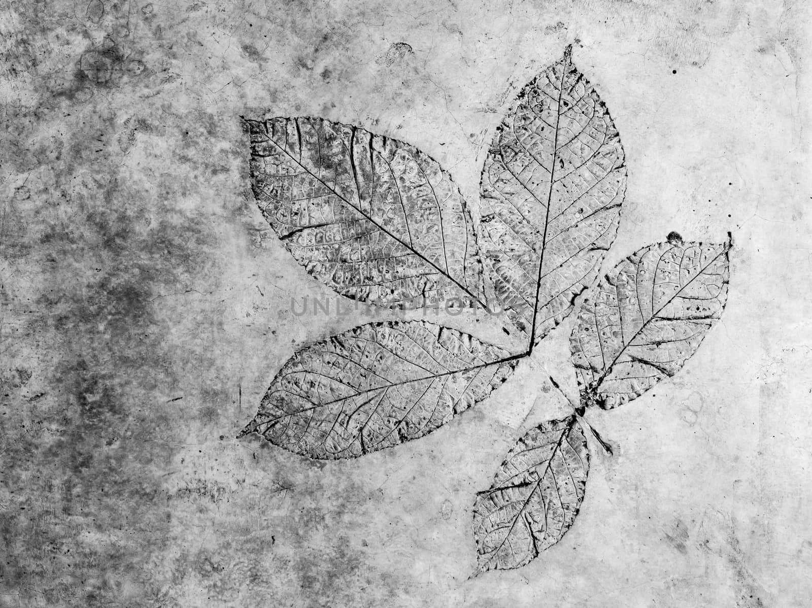 Leaf texture in concrete floor by Satakorn