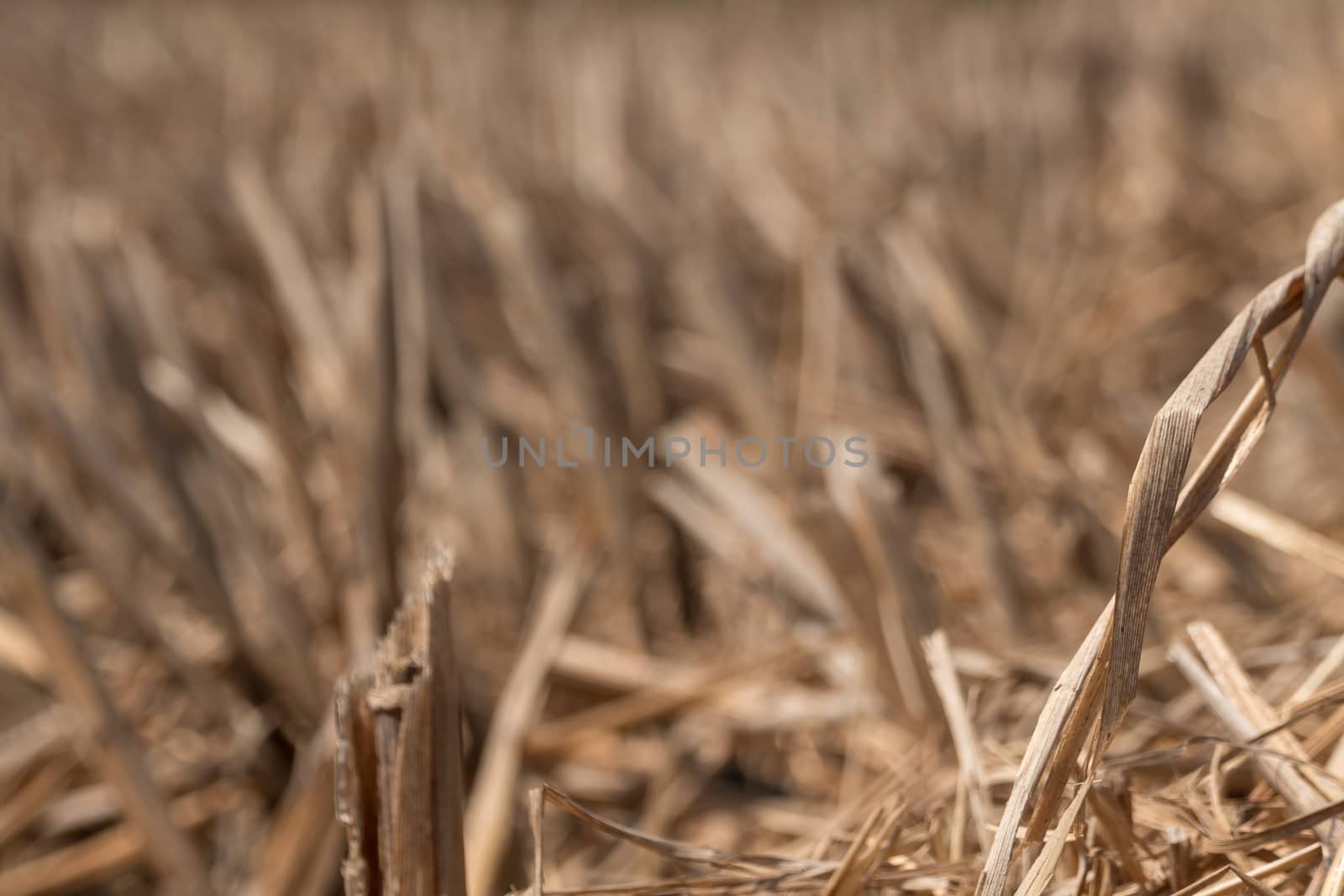 Dried rice stubble in the agricultural fields after harvest