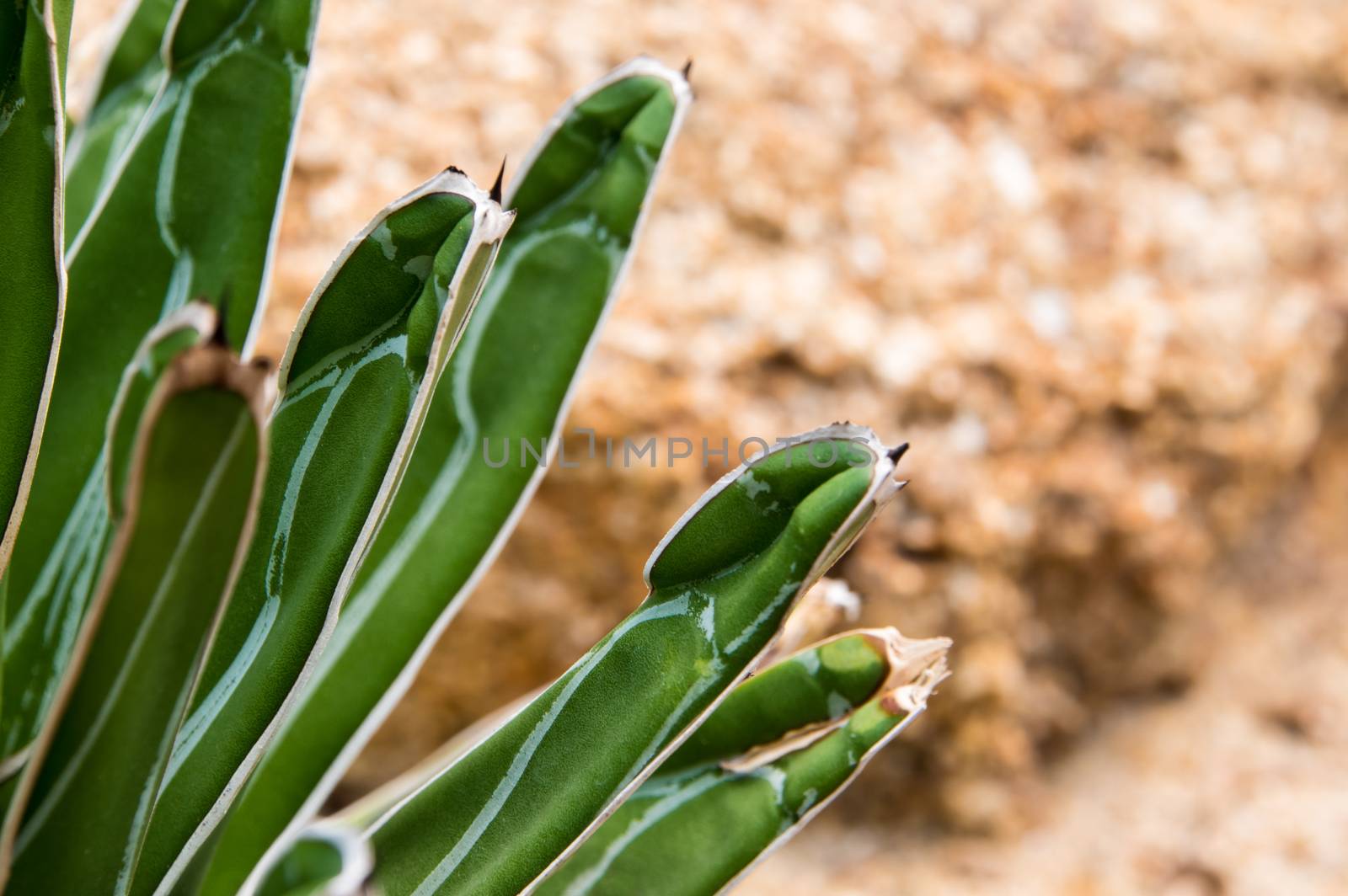 Agave succulent plant, freshness leaves with thorn of Queen victoria century agave