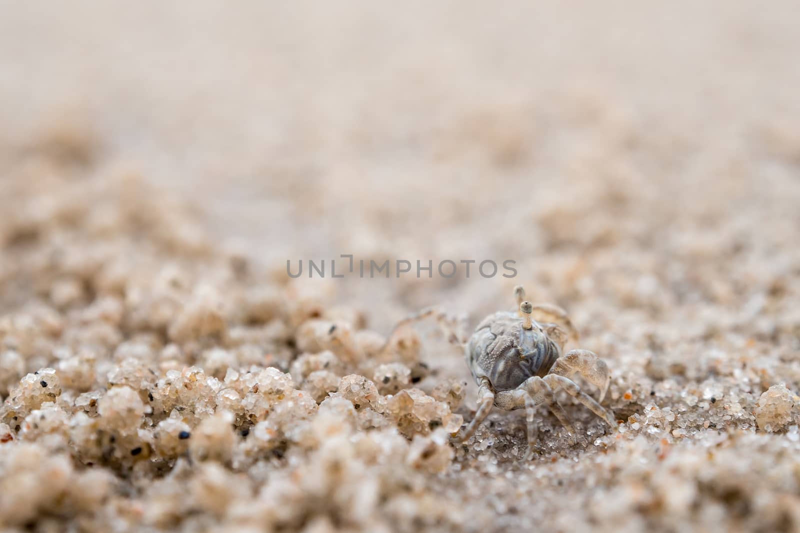 Ghost crab eating on sand beach, Close to their holes by Satakorn