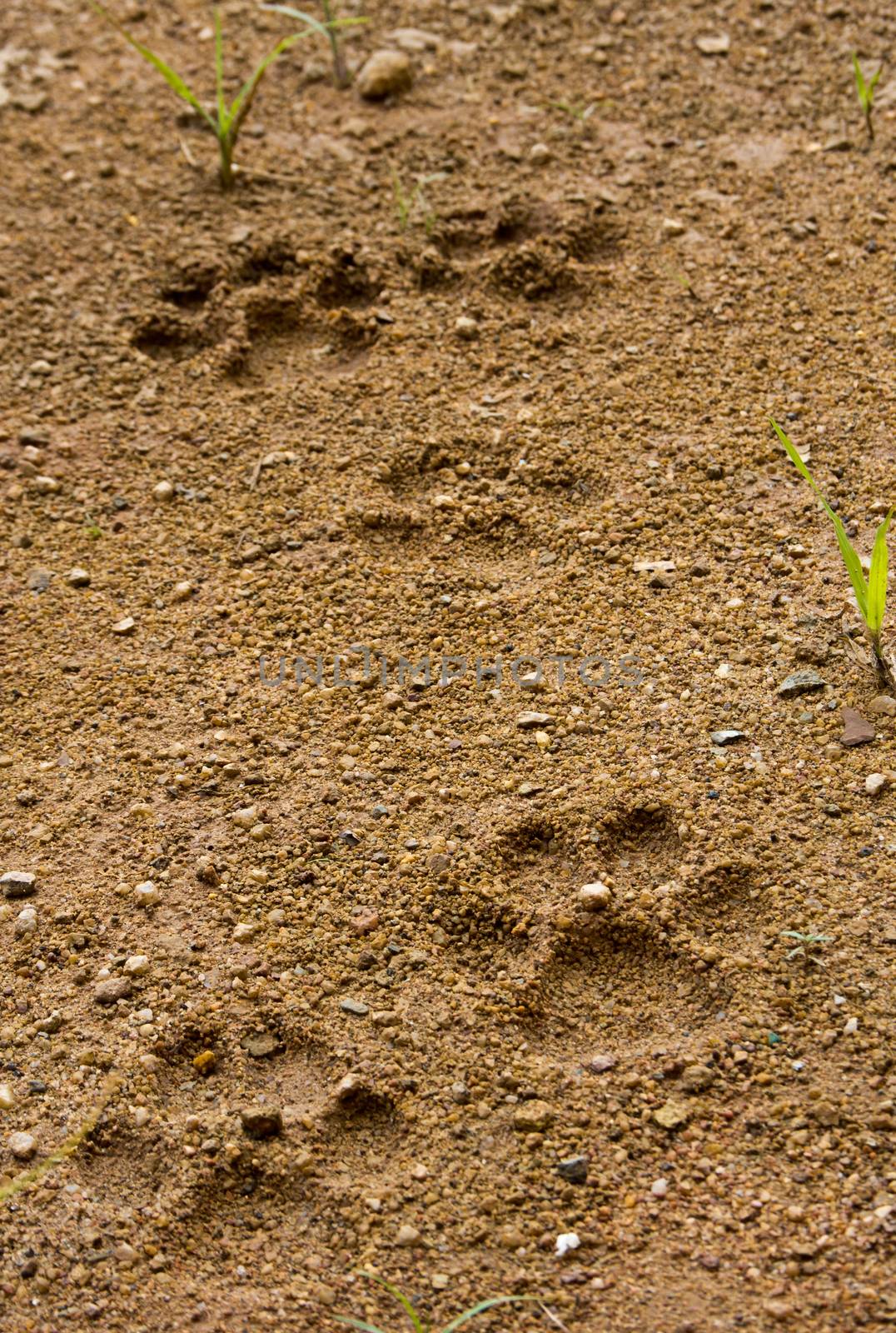 Dog footprint tread on soft soil ground