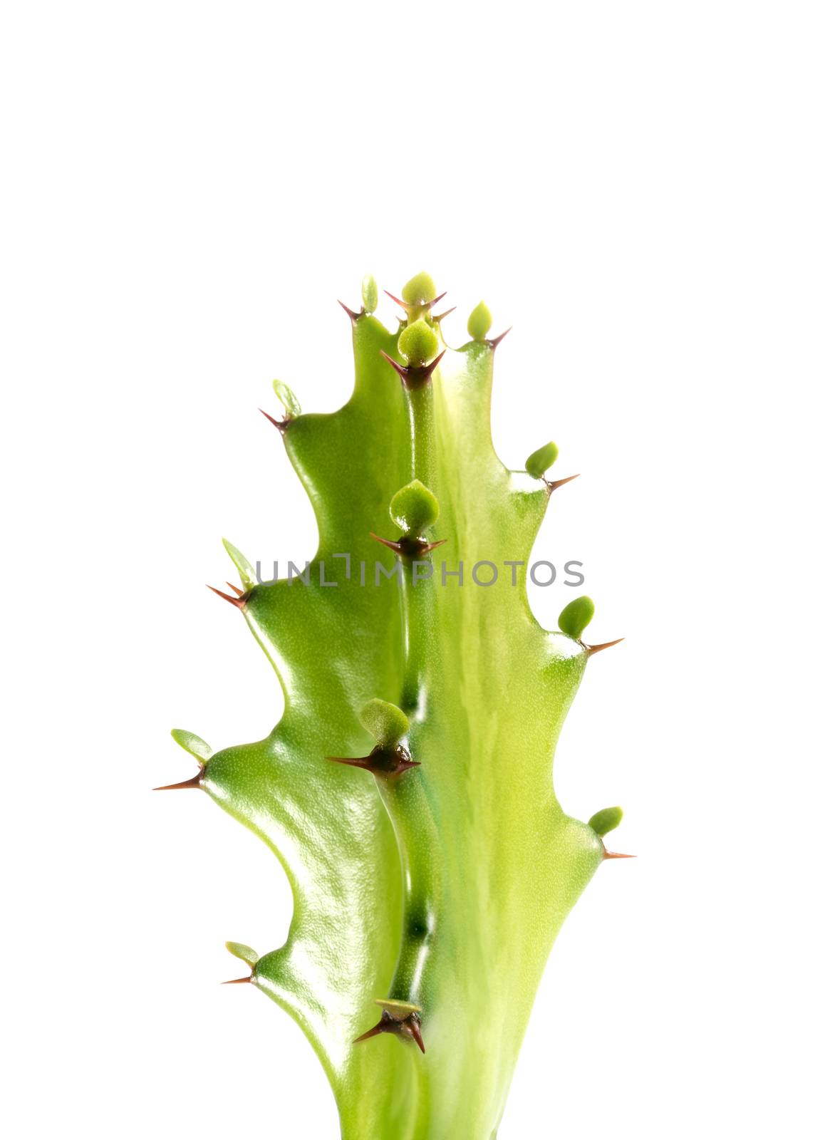 Freshness bud of dragon bone cactus on white background by Satakorn