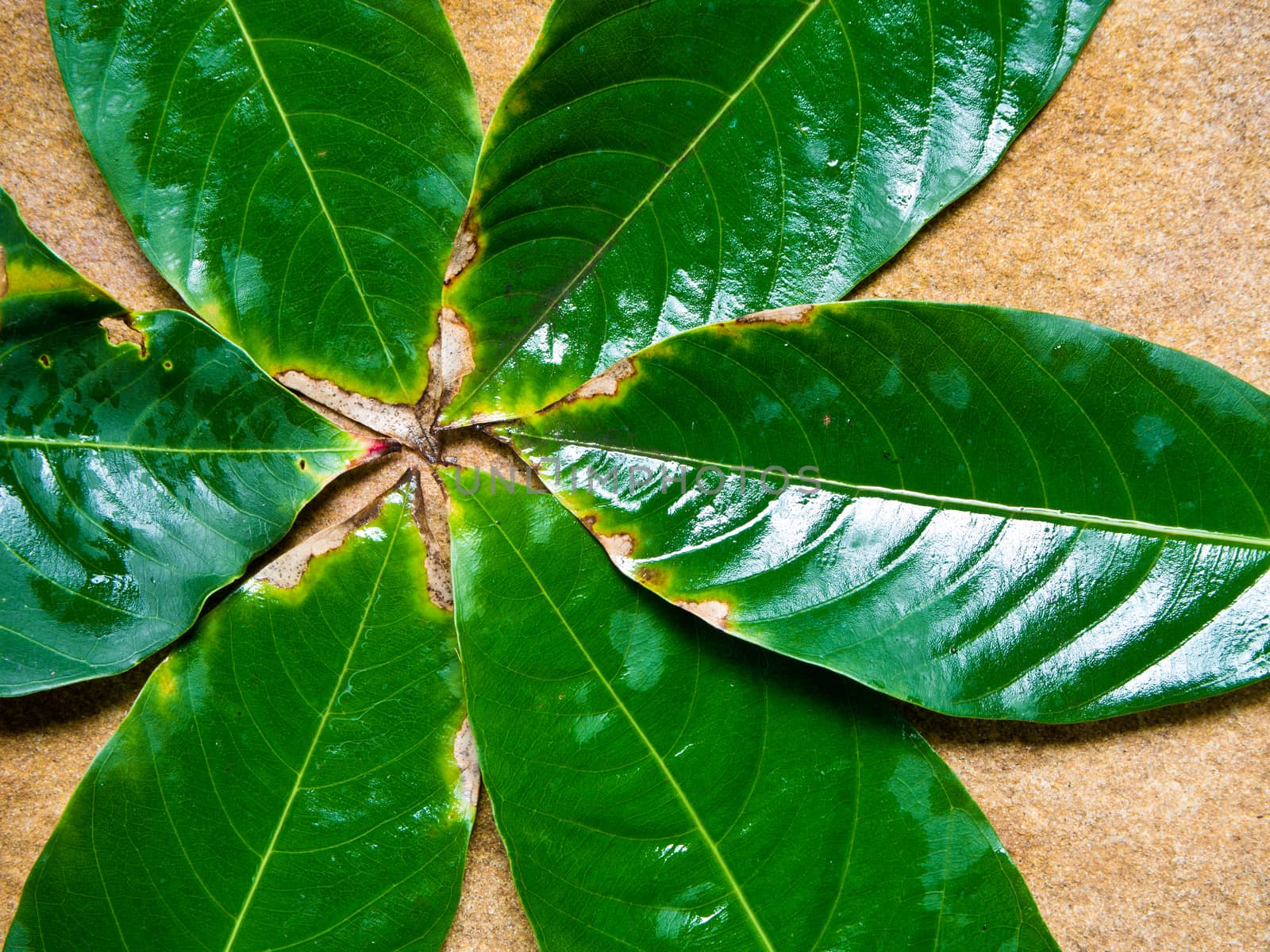 Green leaves on the stone slab by Satakorn