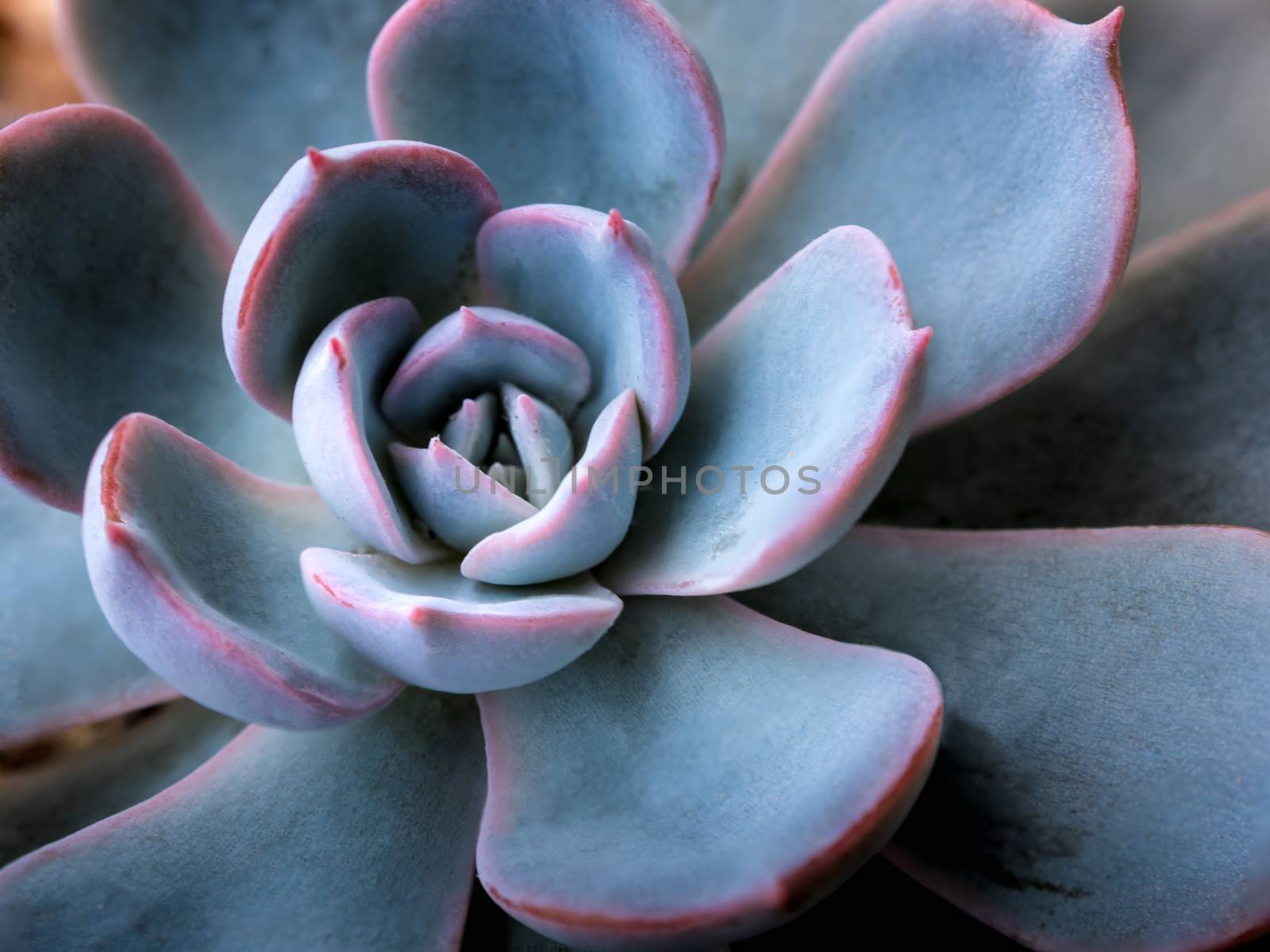 Succulent plant close-up, white wax on silver blue leaves of Echeveria peacockii Subsessilis