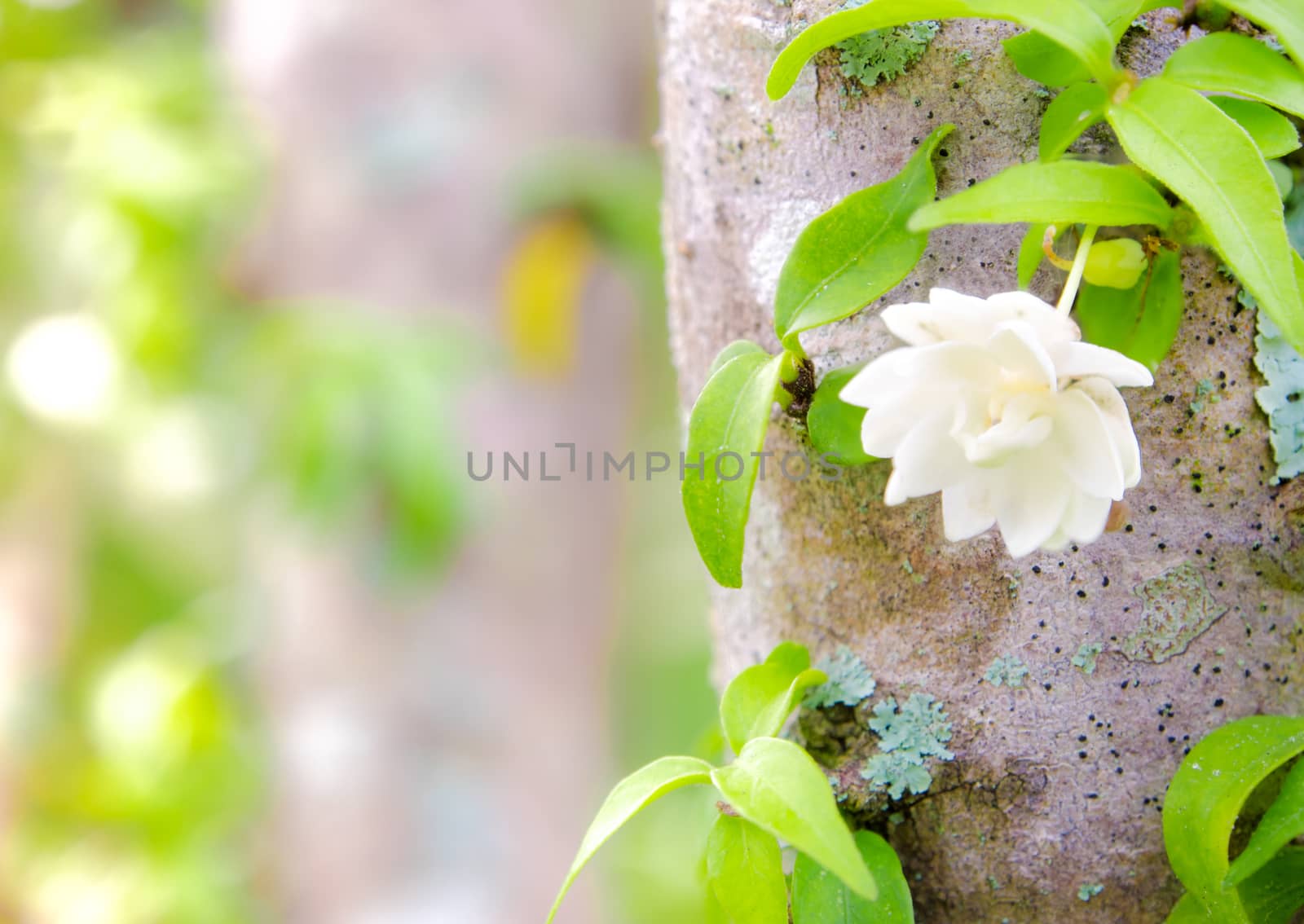 White flowers, small and fragile, Moke by Satakorn