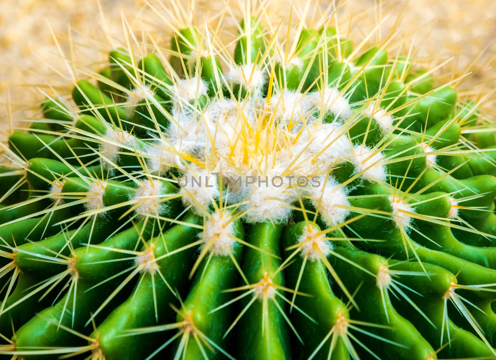 The golden barrel cactus, Echinocactus grusonii in the rock garden