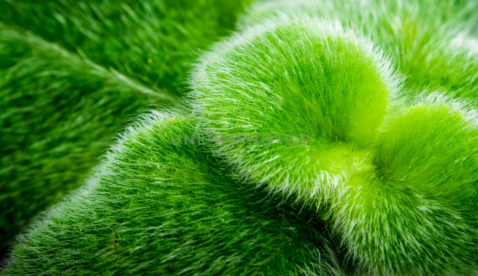 Leaves adorned with thick fur on the leaf surface