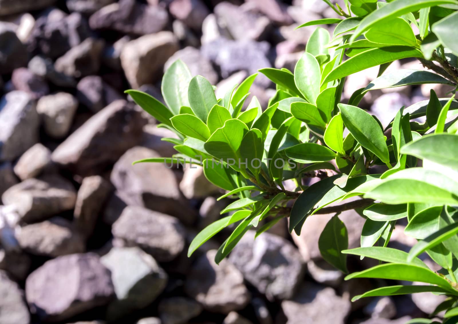 bush of Ficus microcarpa as the foreground of the many piece of rocks