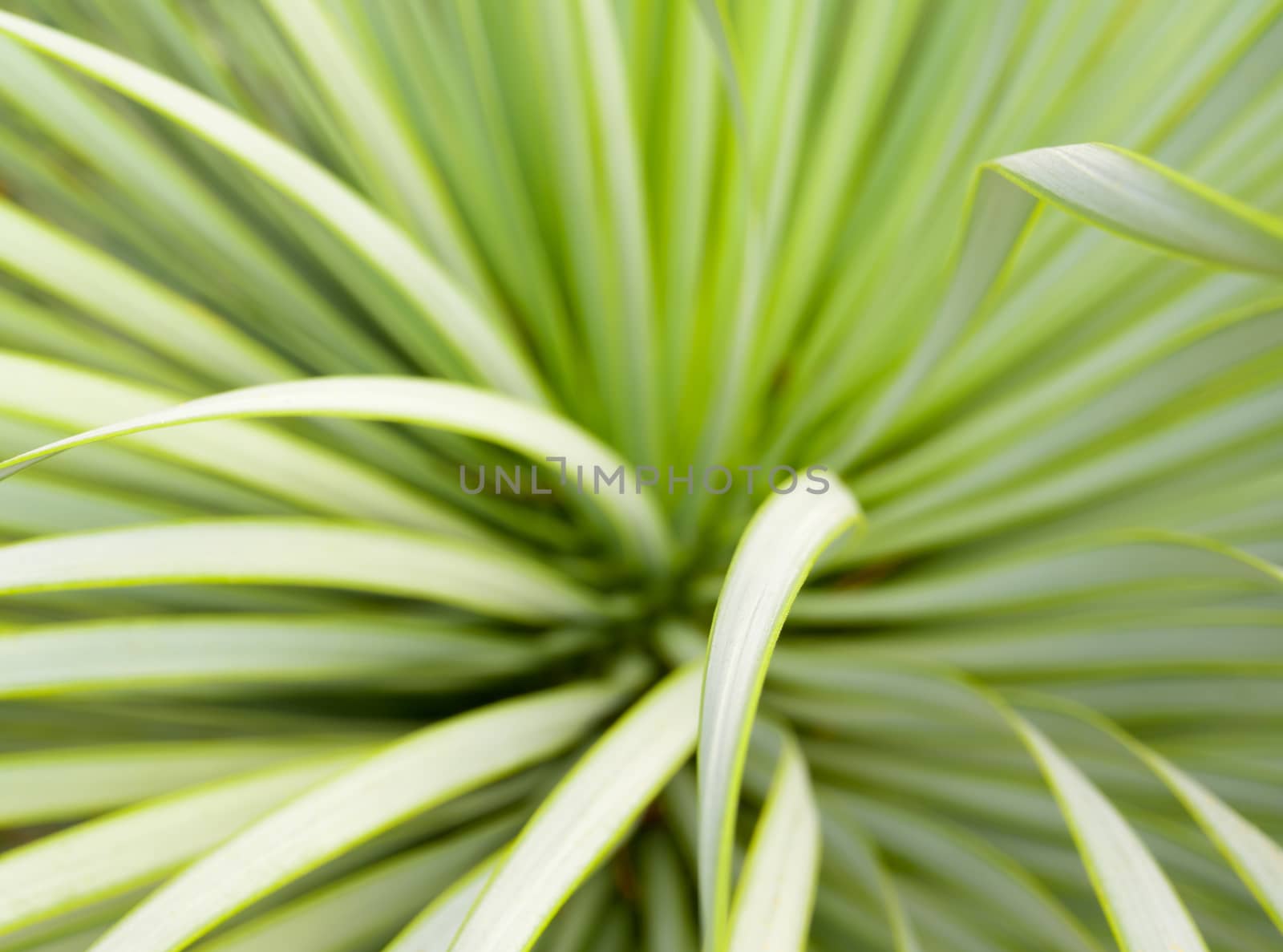 Succulent Yucca plant close-up, thorn and detail on leaves of Na by Satakorn