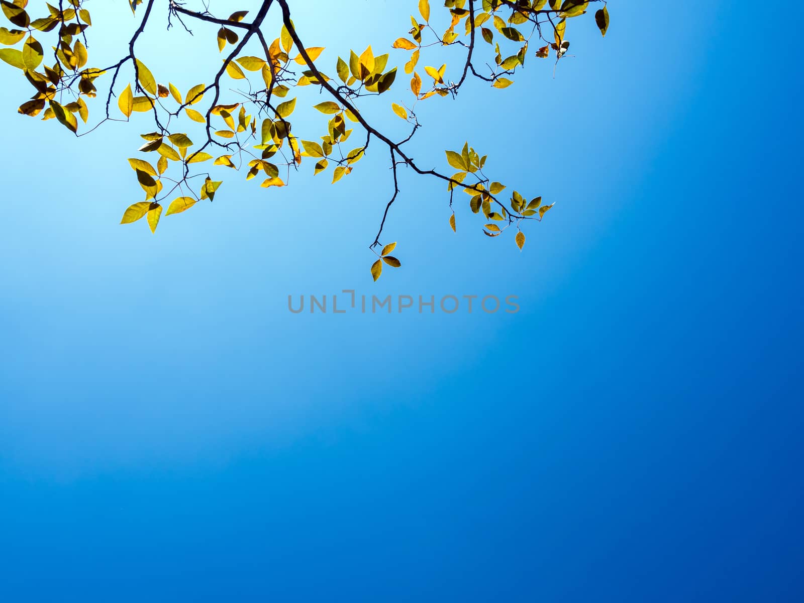 Bright leaves on blue sky and sunlight background by Satakorn