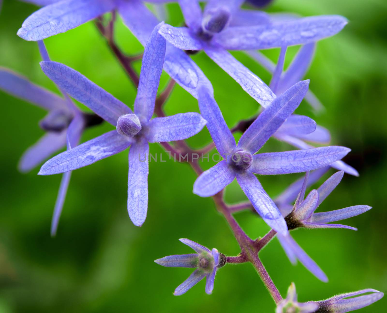 Close up the flower of Purple Wreath, Sandpaper Vine by Satakorn