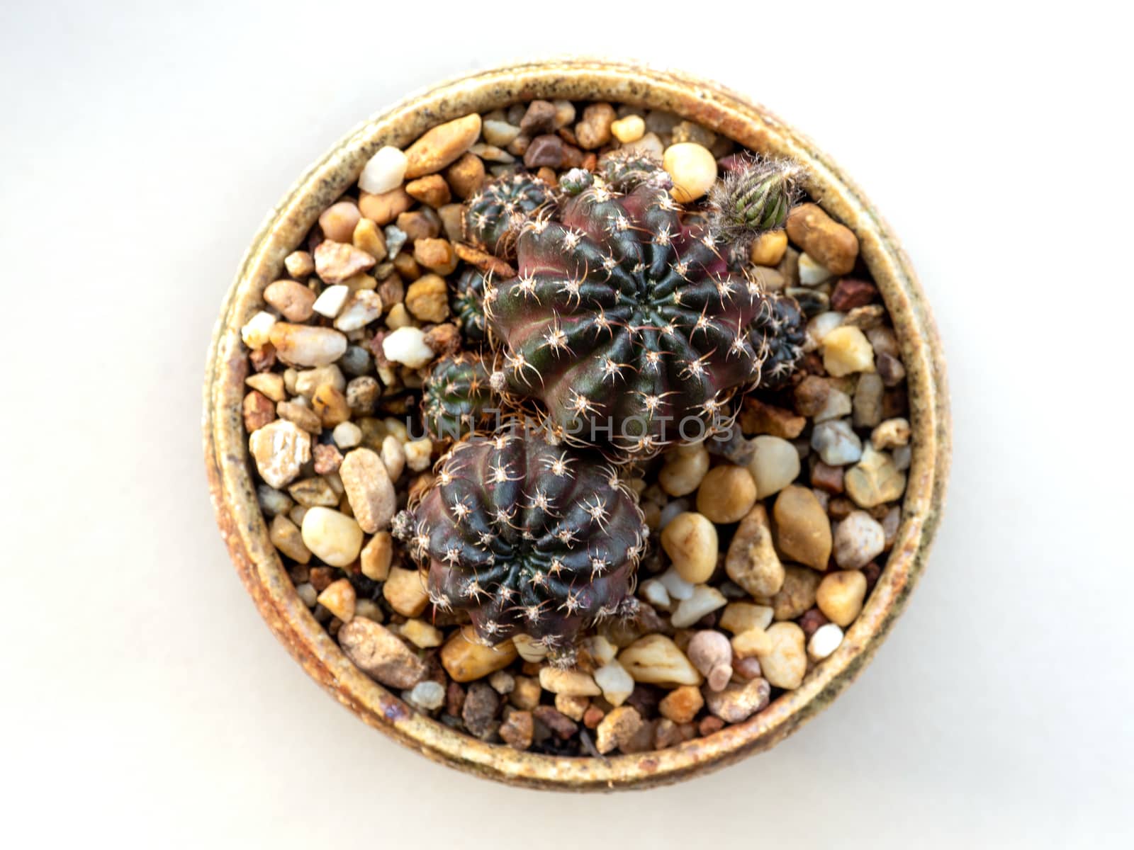 A small bud of Echinopsis Cactus flower