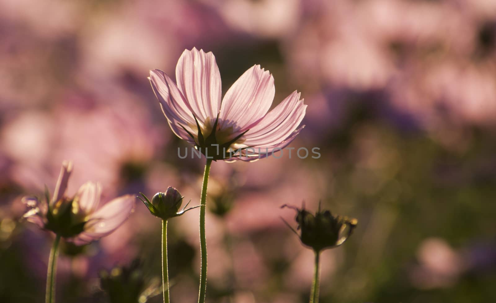 Pink Cosmos flower in the garden by Satakorn