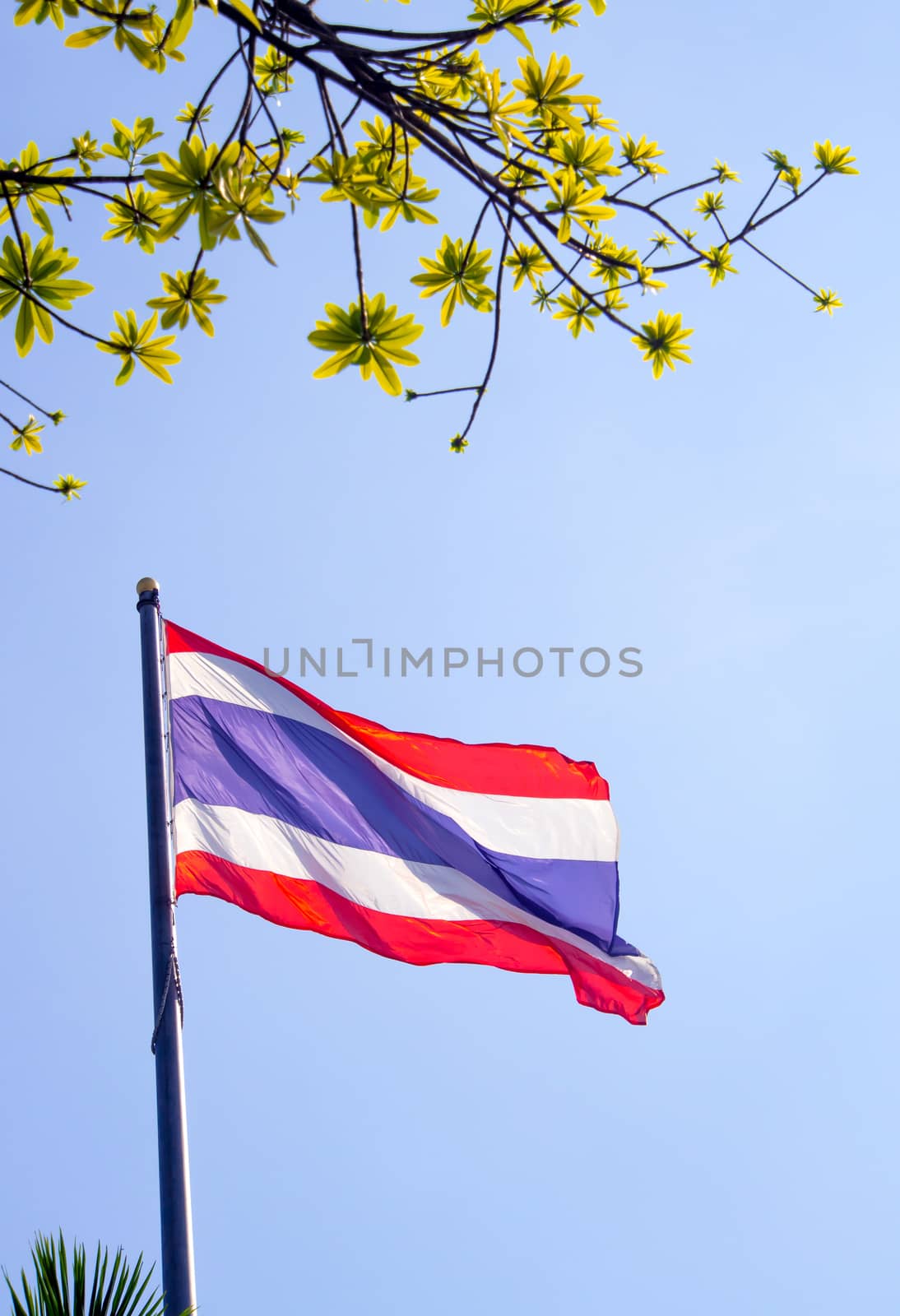 Thailand flag atop the flagpole and fresh leaves foreground and blue sky background