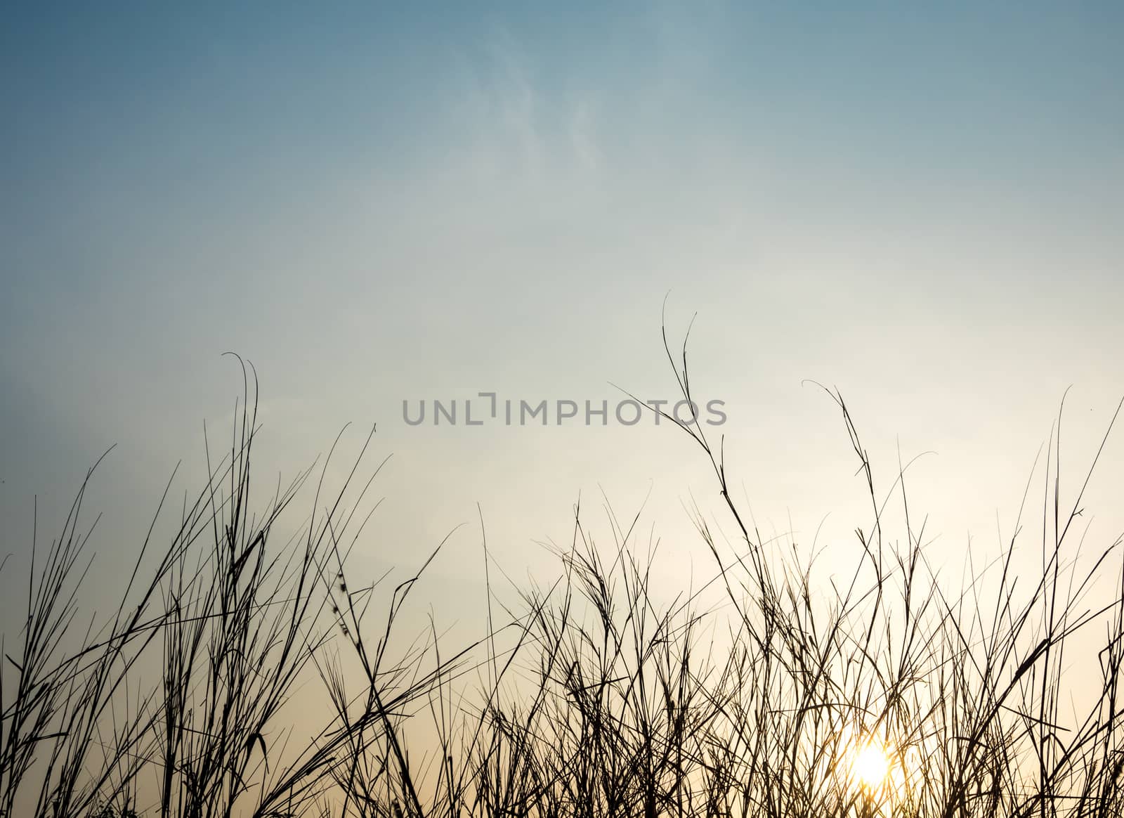 Dried blade of grass in the evening light by Satakorn