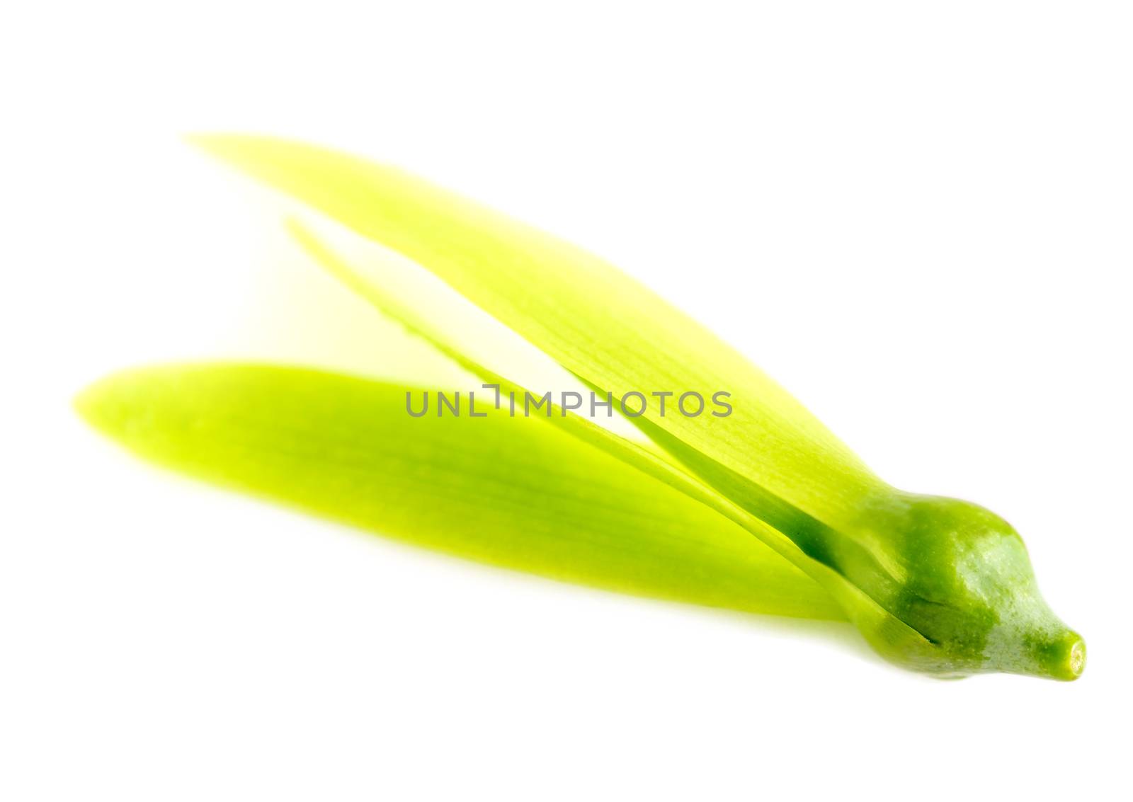 Fragile wing and young seed of White Meranti fall on white floor by Satakorn