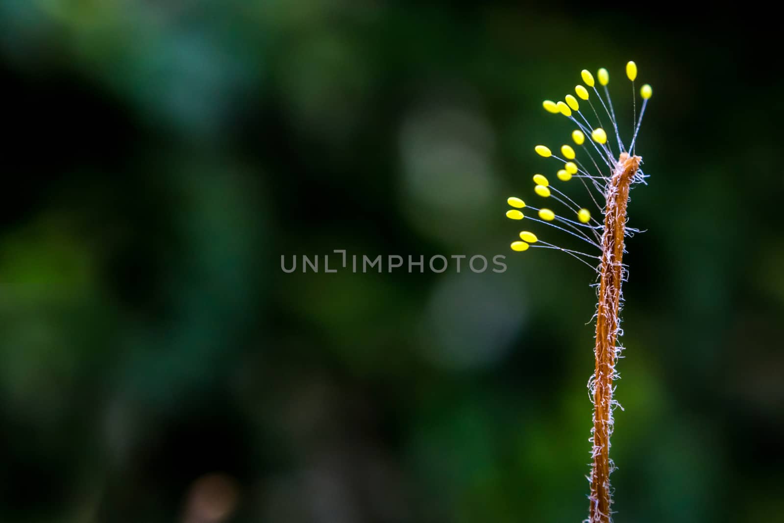 Sporophyte of fungus at the end of dried weed by Satakorn